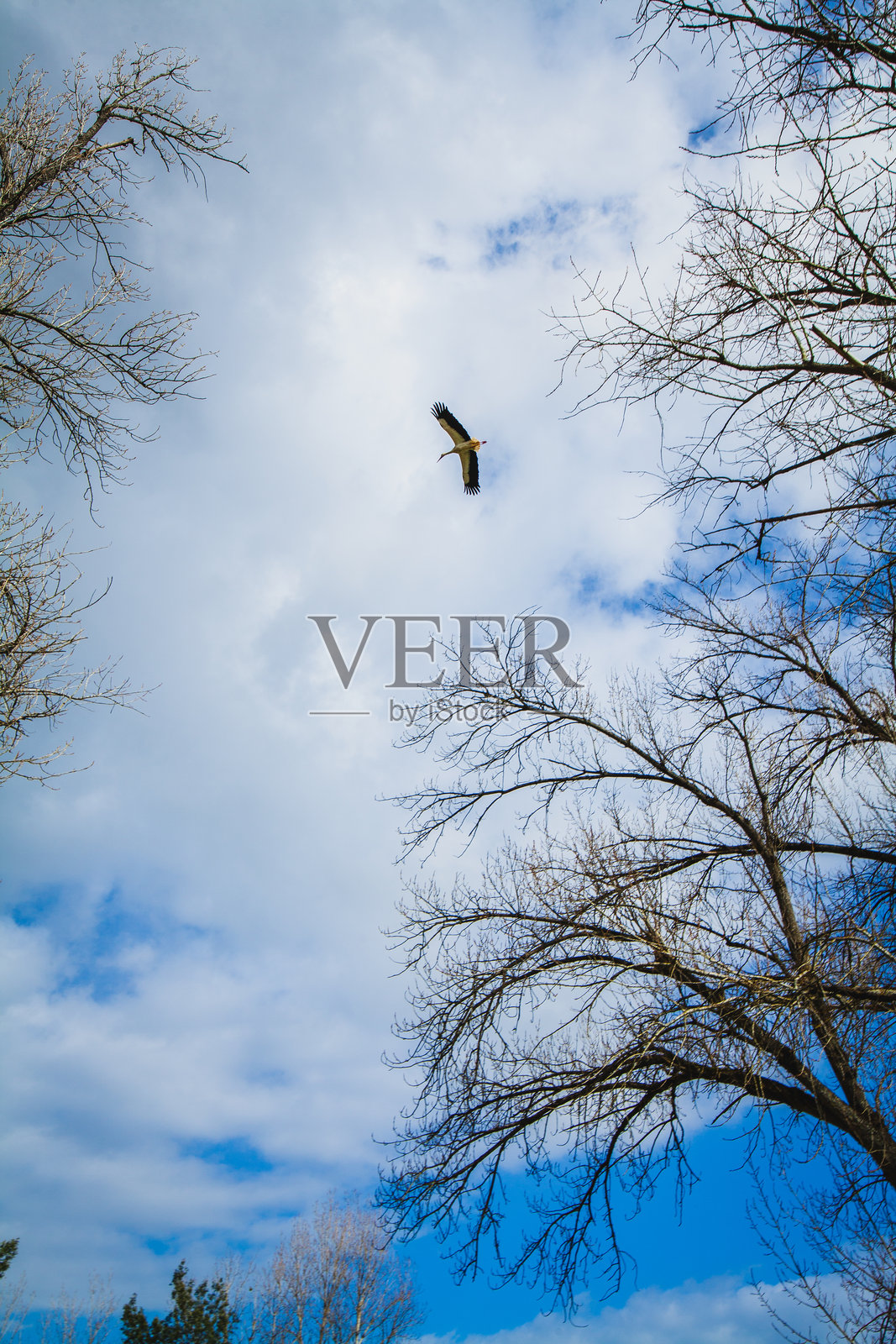 一只羽毛深色、腹部白色的鸟在蓝天中翱翔，天空中点缀着蓬松的白云，周围是光秃秃的冬季树枝。照片摄影图片