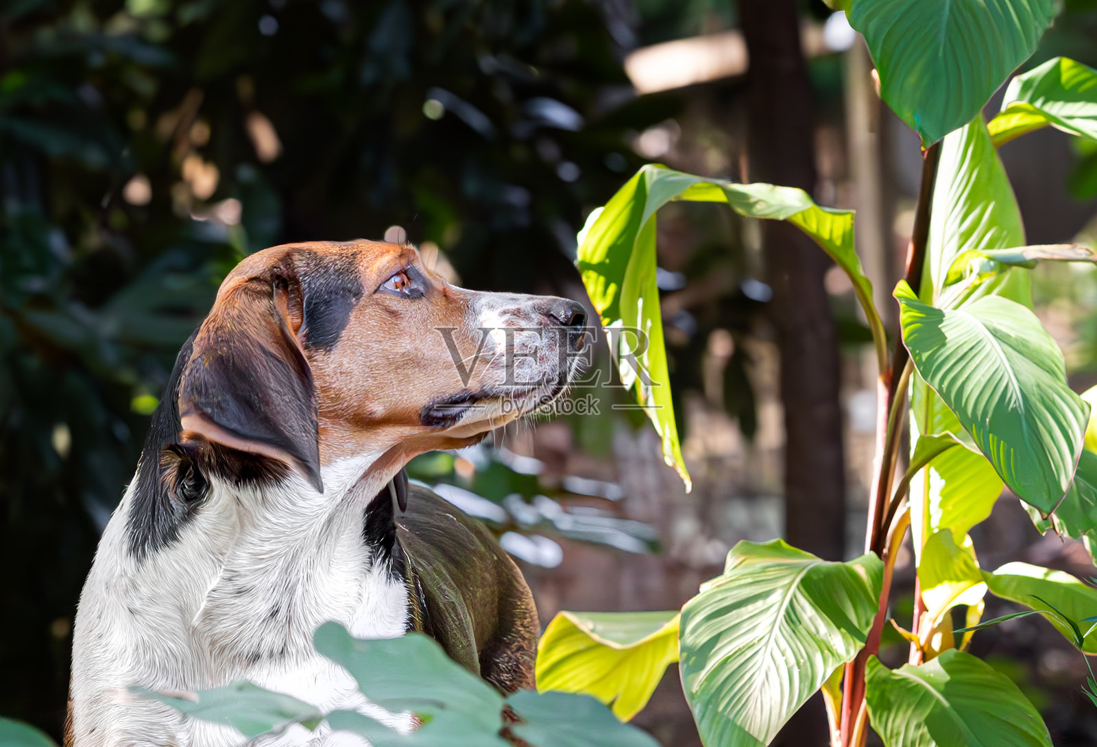 树木猎犬照片摄影图片