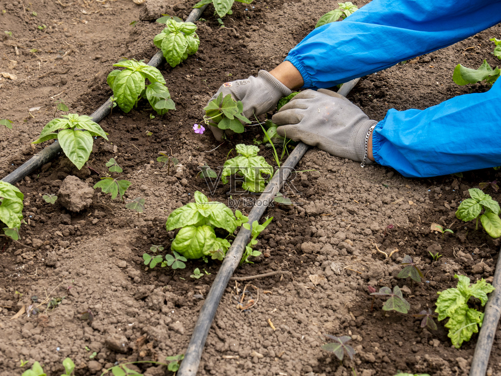 农民照料和维护作物：确保健康生长照片摄影图片