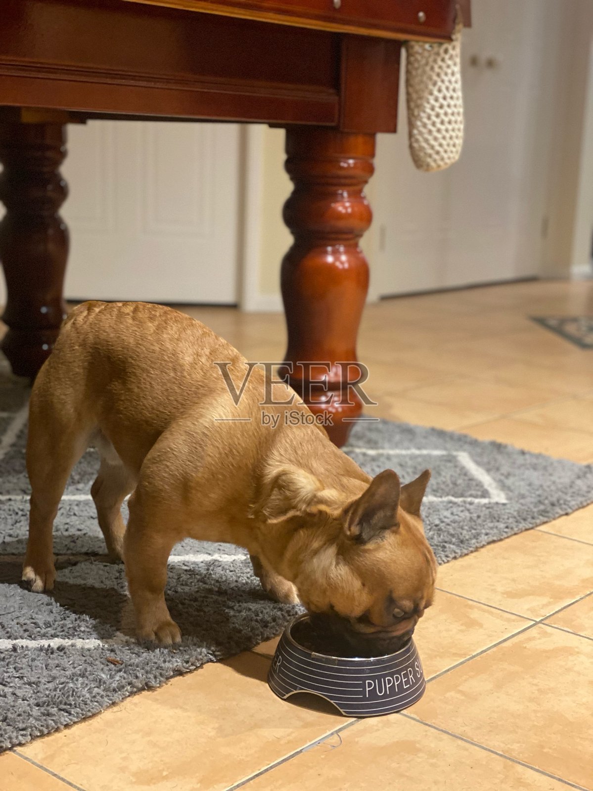 法国斗牛犬在家里吃晚餐照片摄影图片