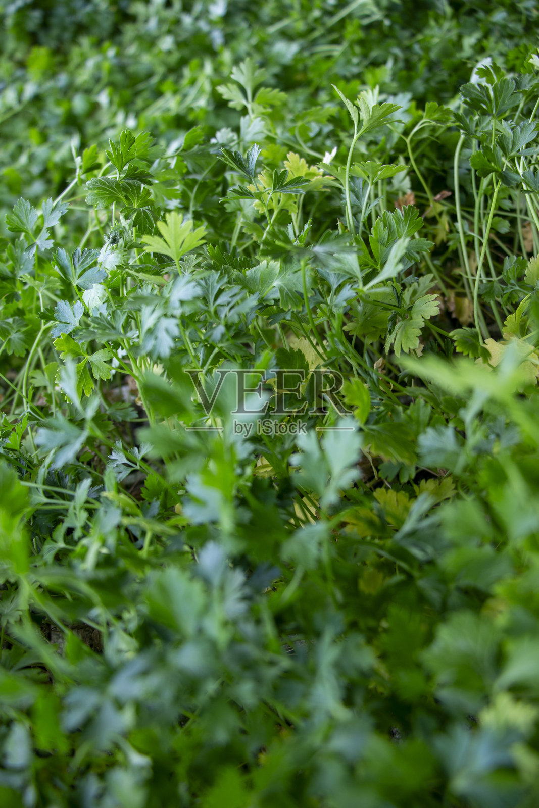 当地农民在乡村环境中准备幼苗、土壤和种植作物以进行耕作照片摄影图片