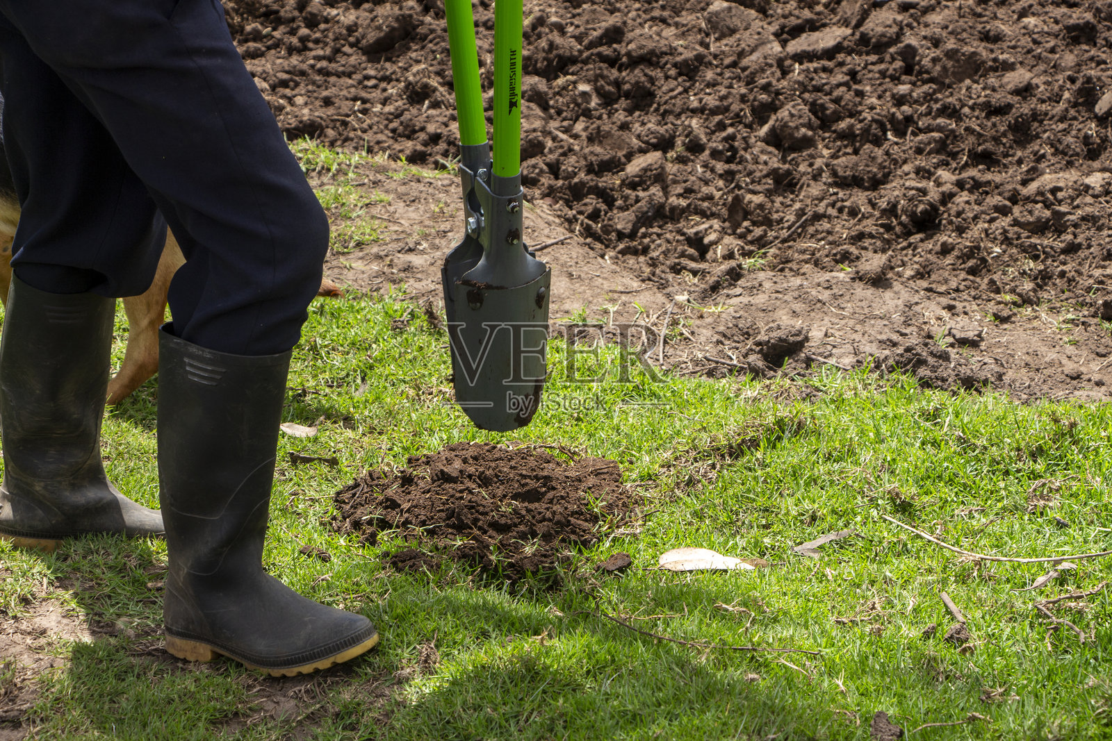 农民照料和维护作物：确保健康生长照片摄影图片