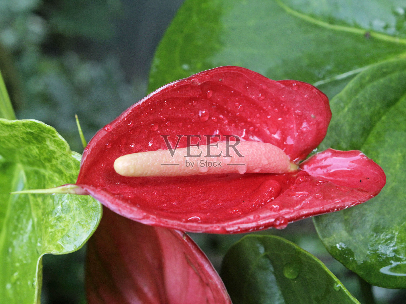 火鹤花照片摄影图片