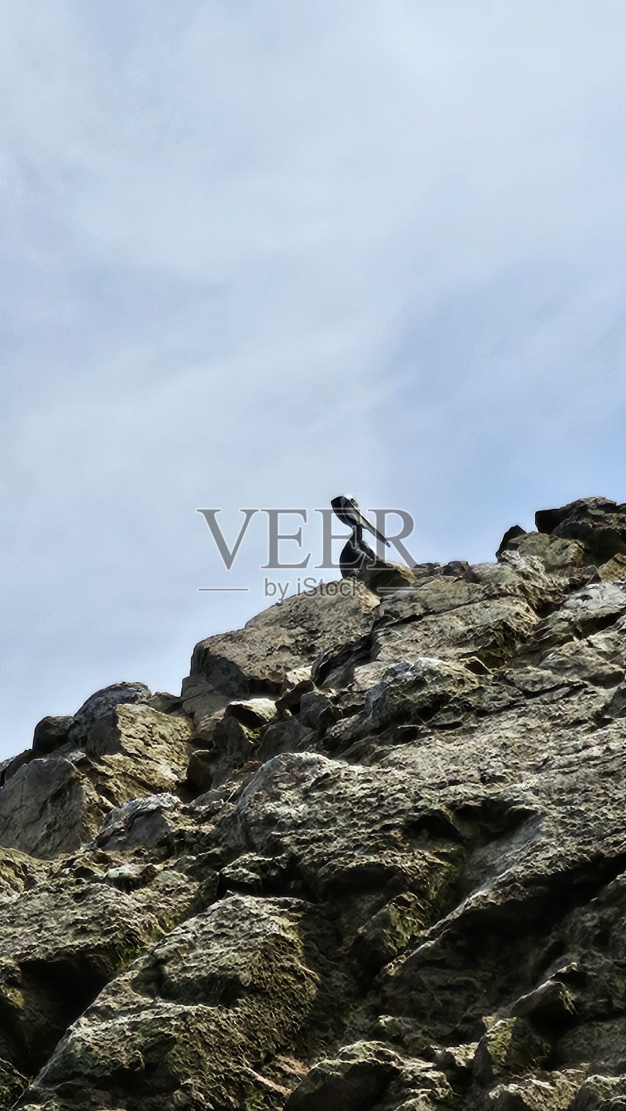 一只大海鸟栖息在巴耶斯塔斯岛上的岩石上照片摄影图片