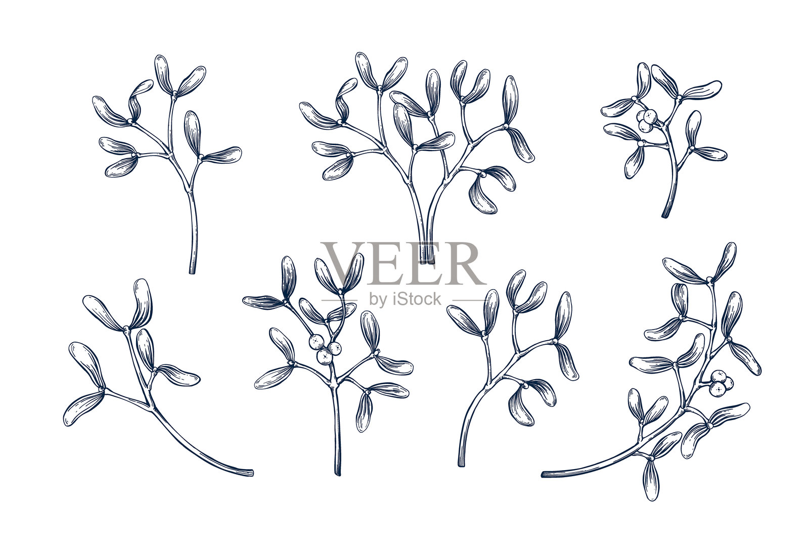 槲寄生枝条套装。植物手绘孤立矢量插图。槲寄生素描模板，用于卡片设计、圣诞邀请、海报、派对和节日装饰。雕刻风格系列插画图片素材