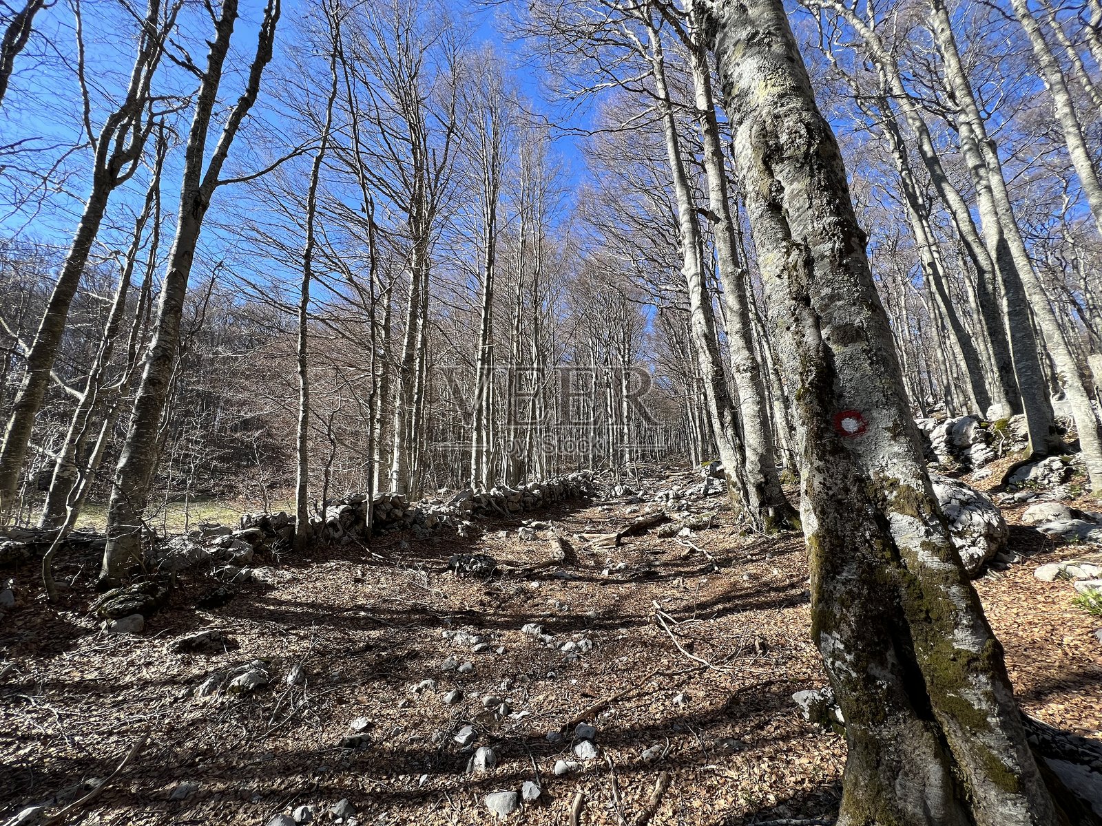 普雷穆齐克徒步小径 - 克罗地亚北维莱比特国家公园照片摄影图片
