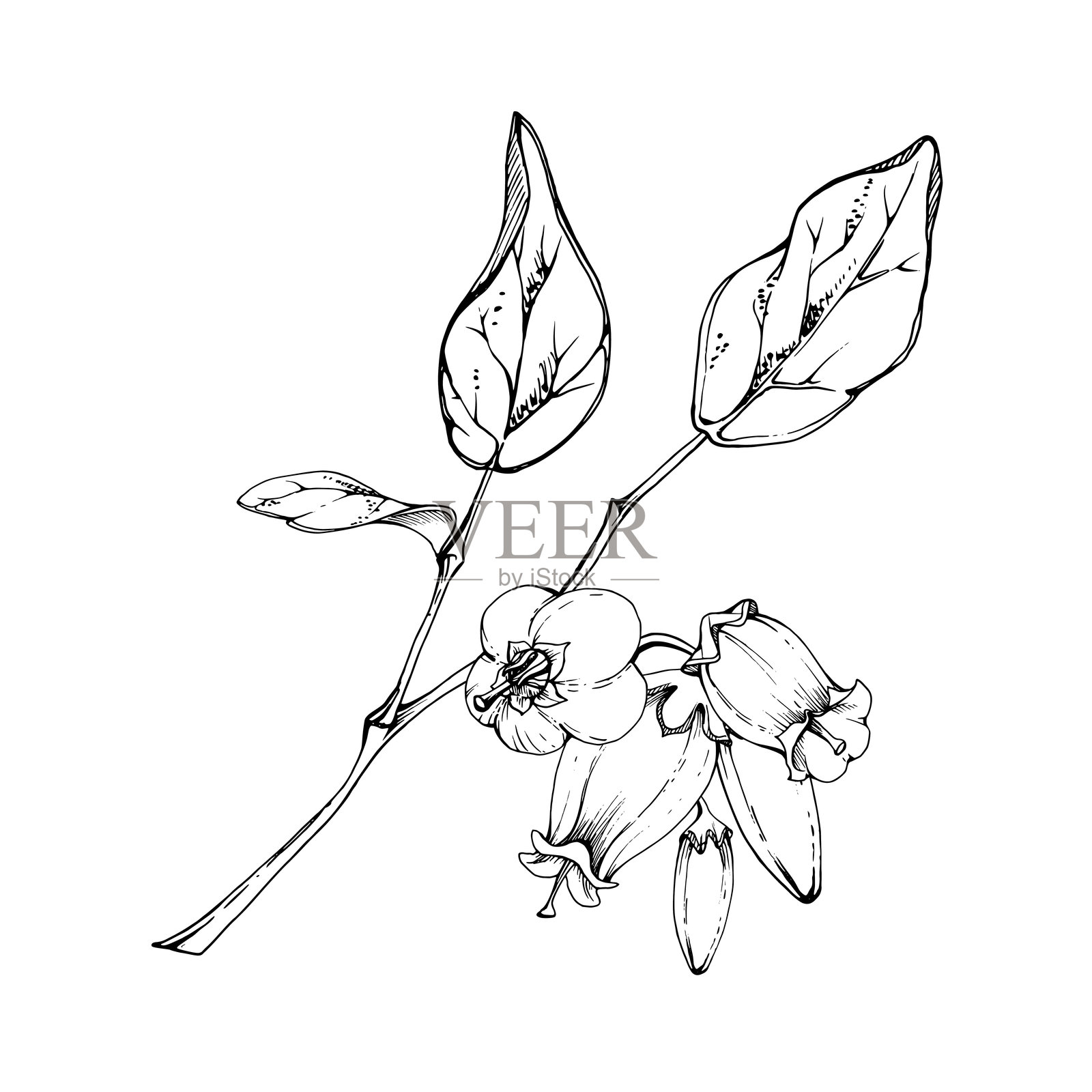 蓝莓白钟花及其花蕾与植物叶子在枝条上，手绘墨水矢量，野花簇群植物插图。适合用于剪贴簿、婚礼、花店的独立构图。插画图片素材