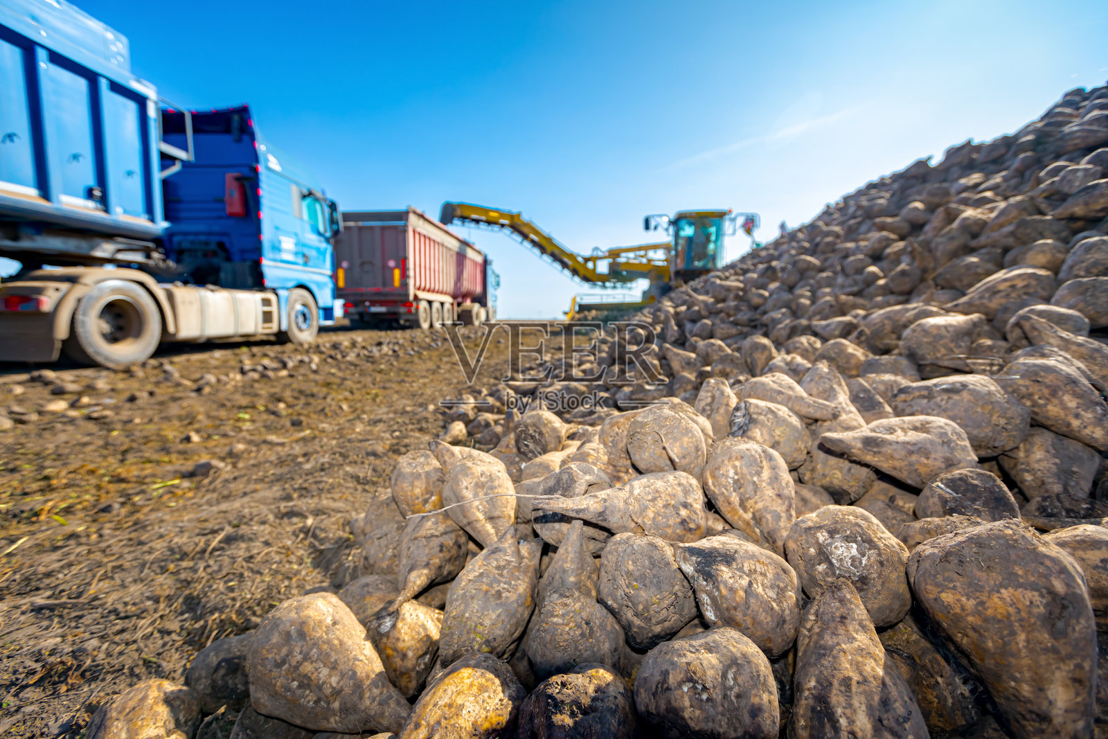 糖用甜菜的特写，正在收集并装载到卡车上运输照片摄影图片