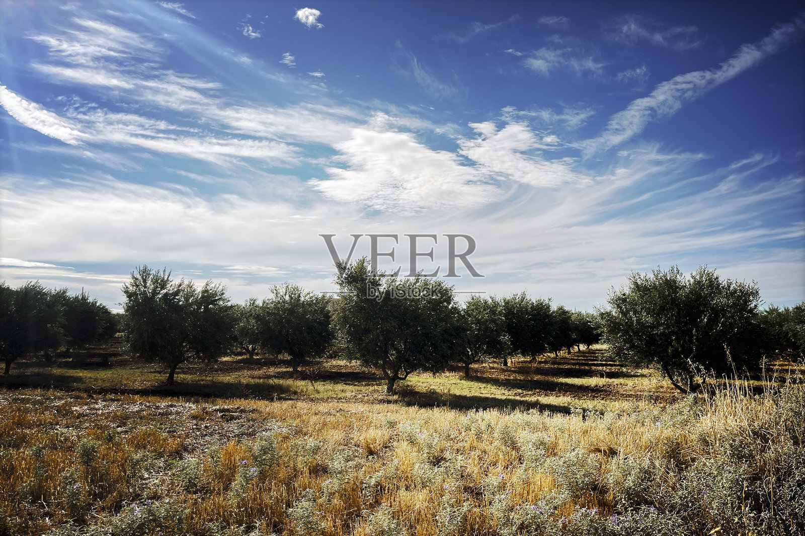 橄榄树照片摄影图片