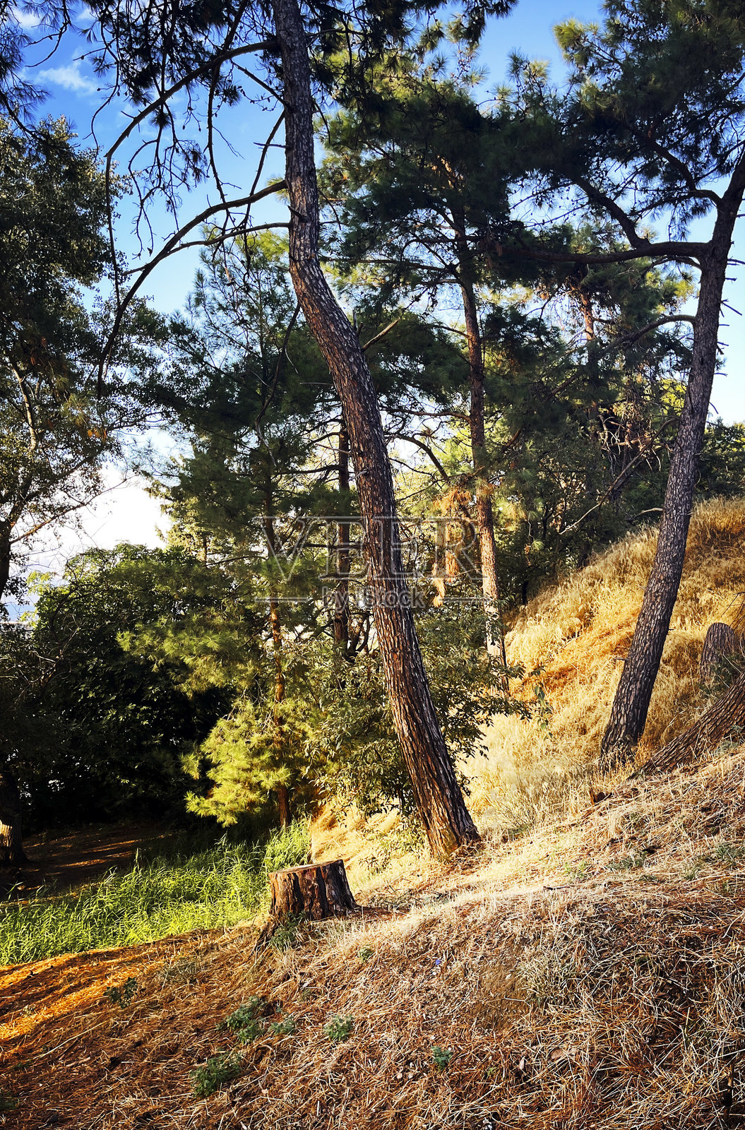 在森林里照片摄影图片