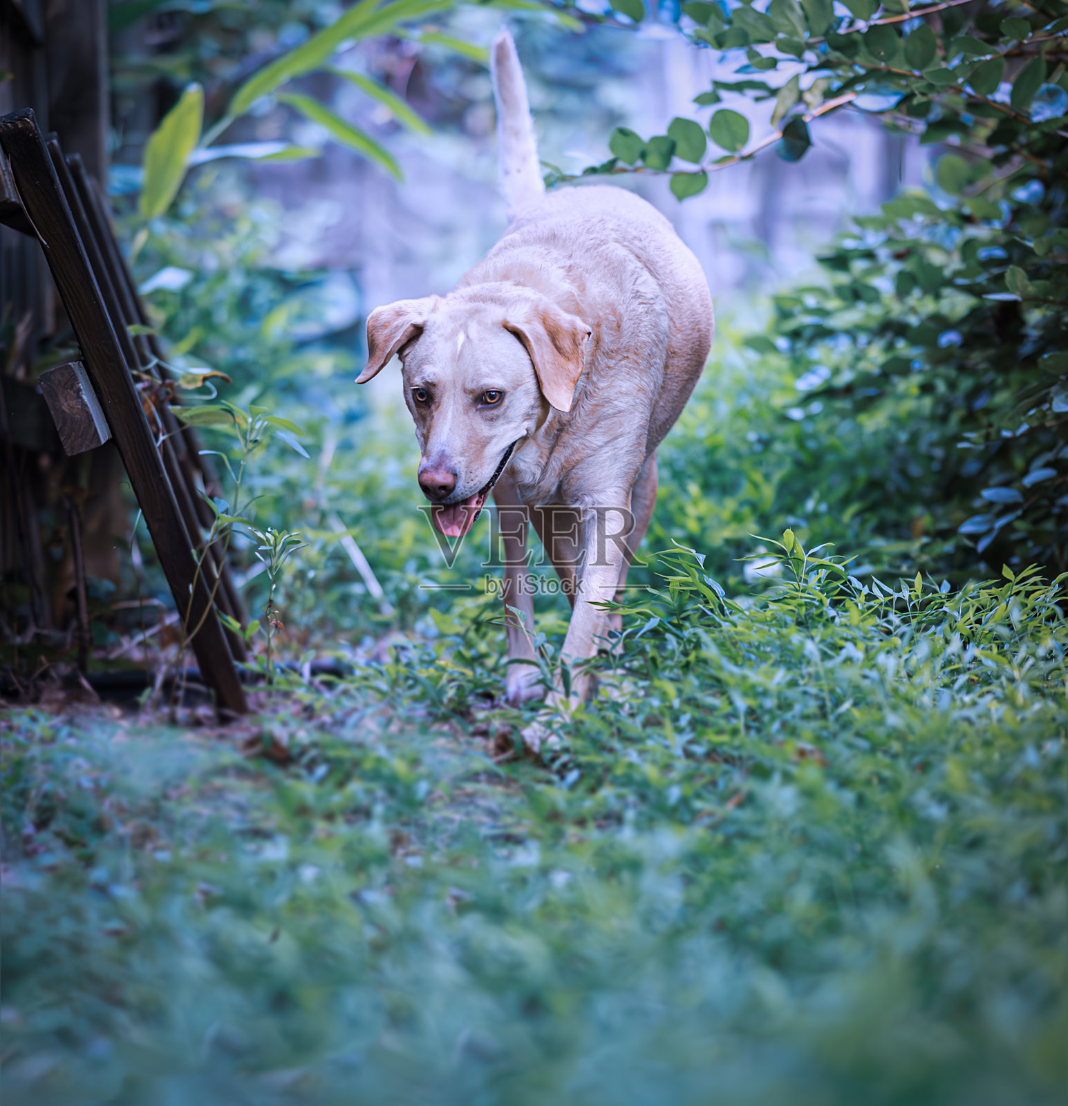 一只黄色拉布拉多猎犬混血狗在户外散步照片摄影图片