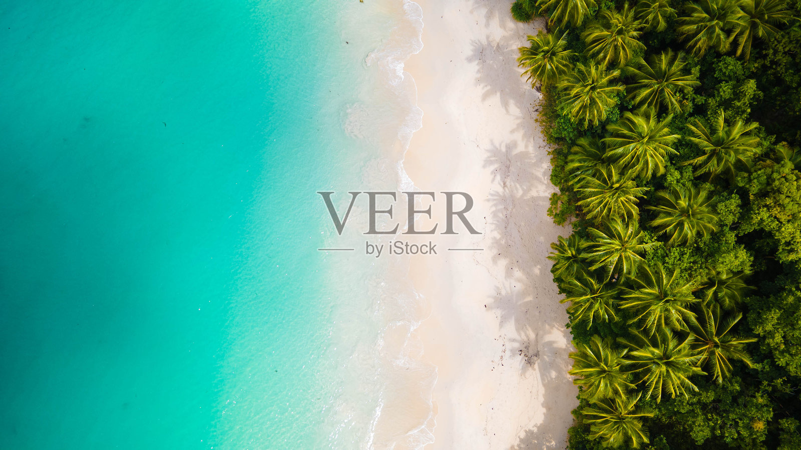 原始海岸线旁边是郁郁葱葱的棕榈树照片摄影图片