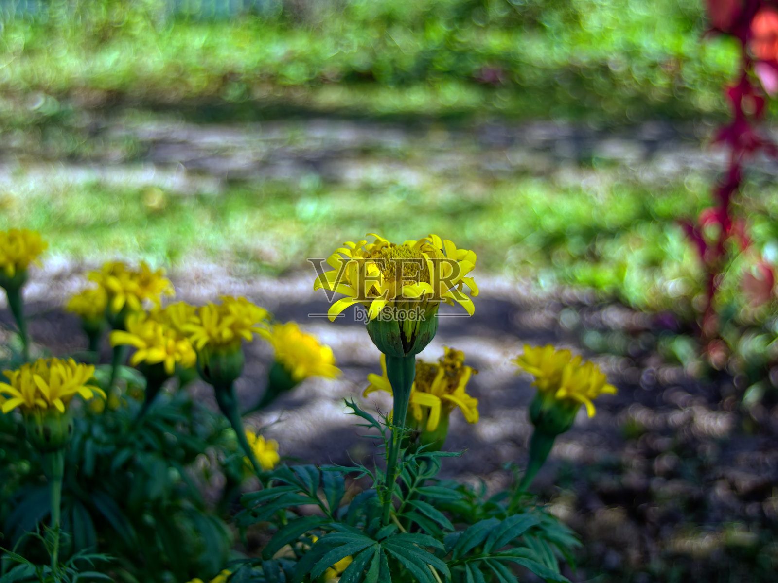 花园中的黄色花朵特写照片摄影图片