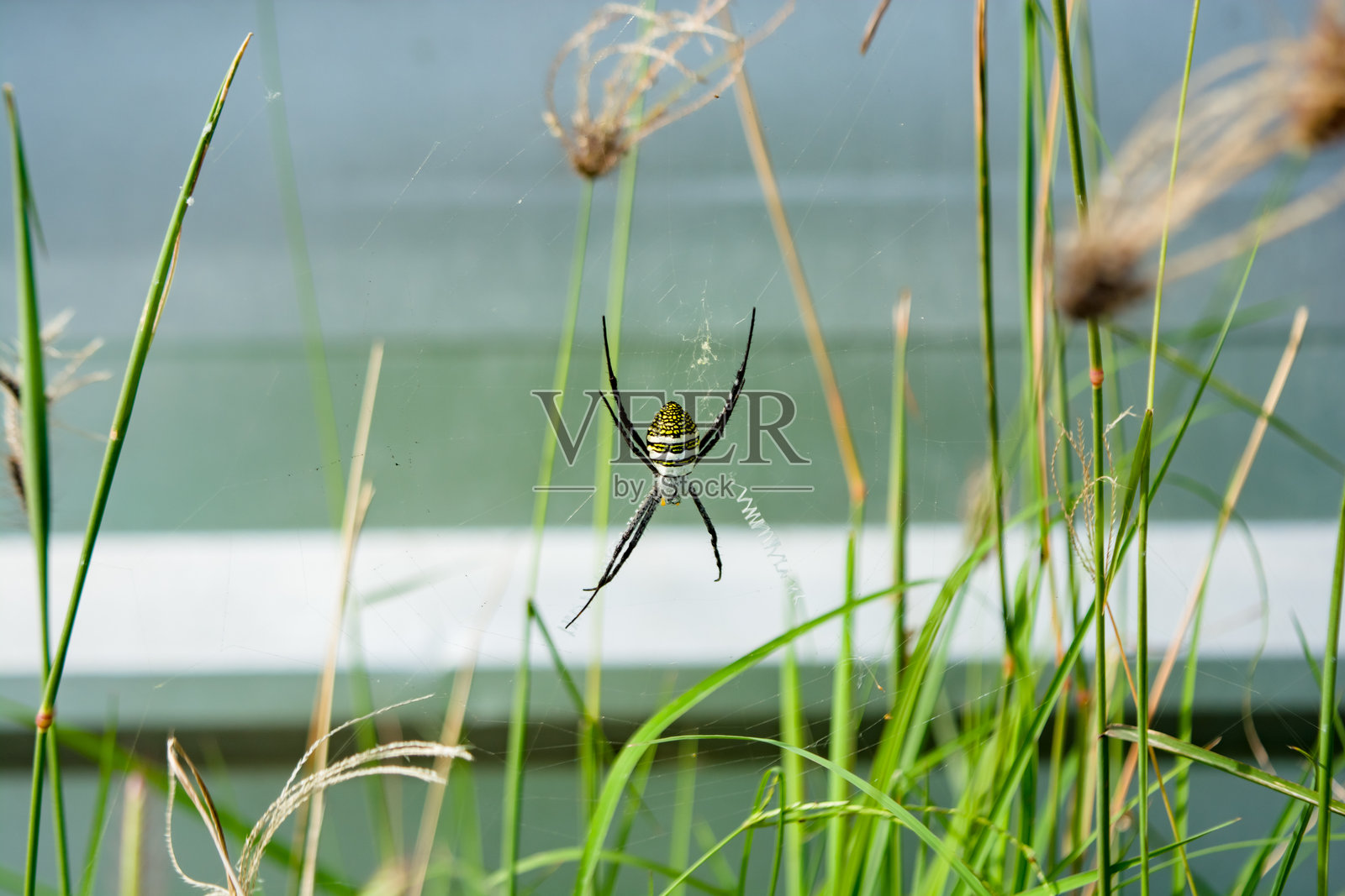 阿尔吉欧佩蛛在草丛中筑巢照片摄影图片