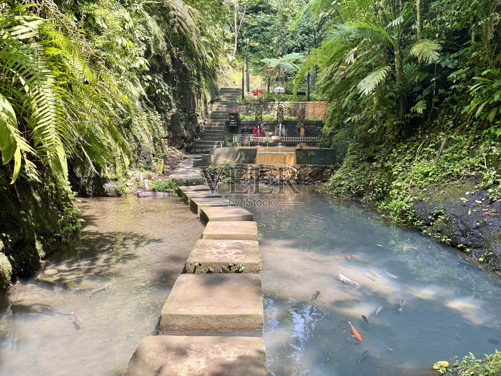 巴厘岛印度尼西亚的雨林步道照片摄影图片