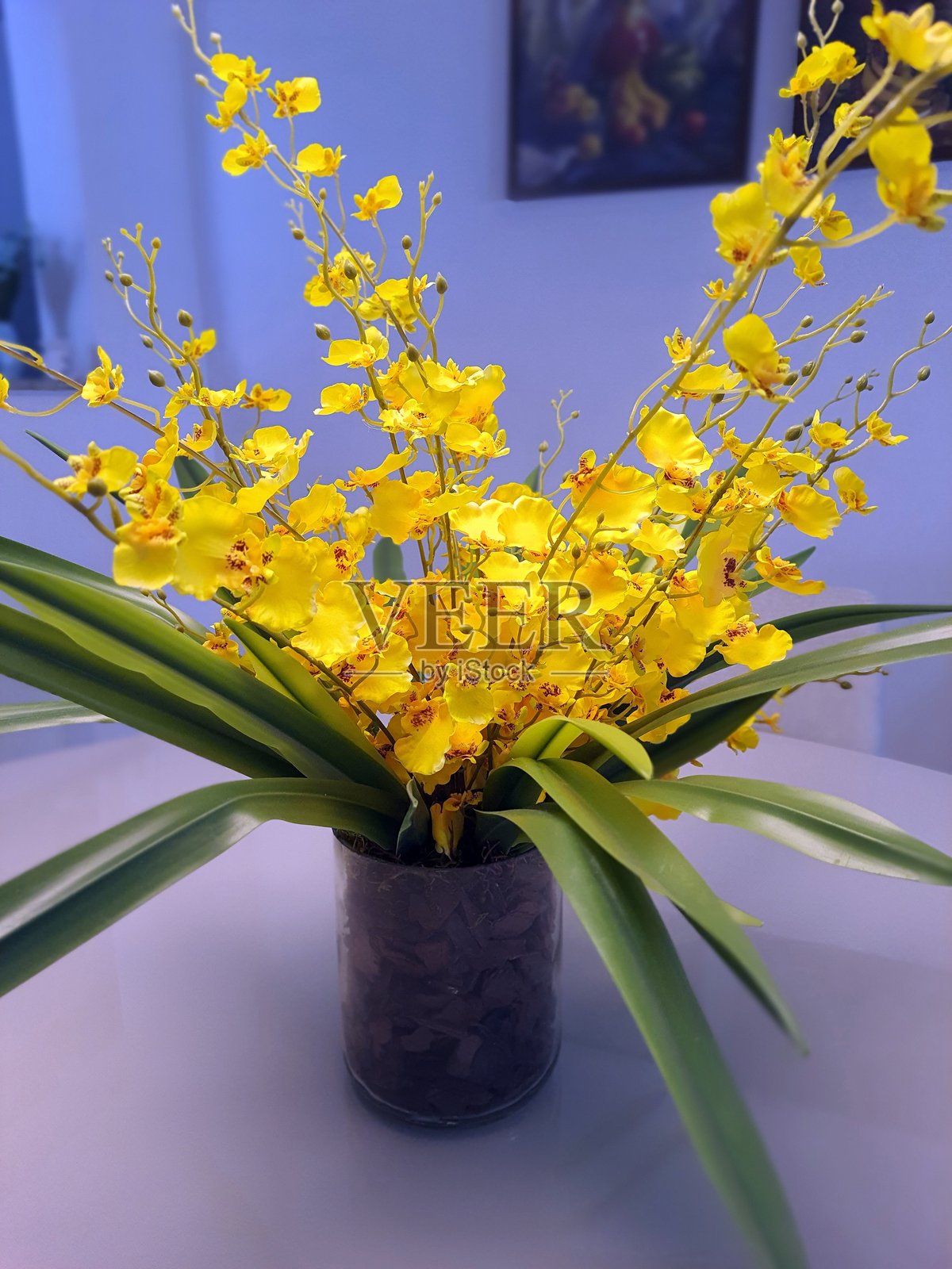 斑纹兰照片摄影图片