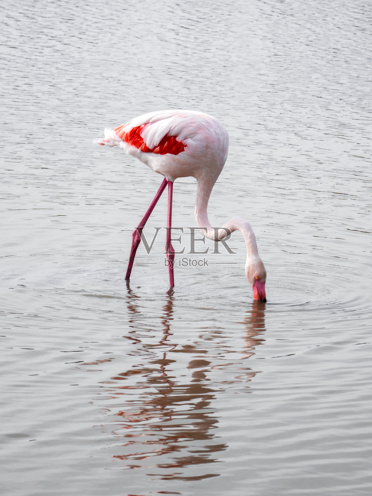 一只翅膀上有鲜红羽毛的火烈鸟在法国卡马尔格地区自然公园的宁静水域中觅食照片摄影图片