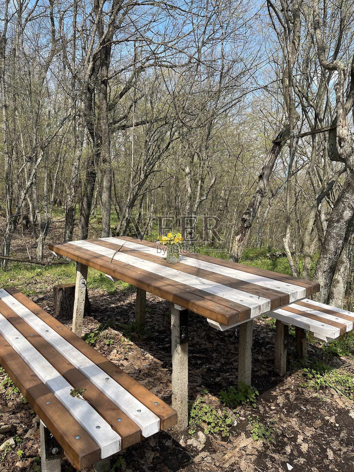 森林桌照片摄影图片