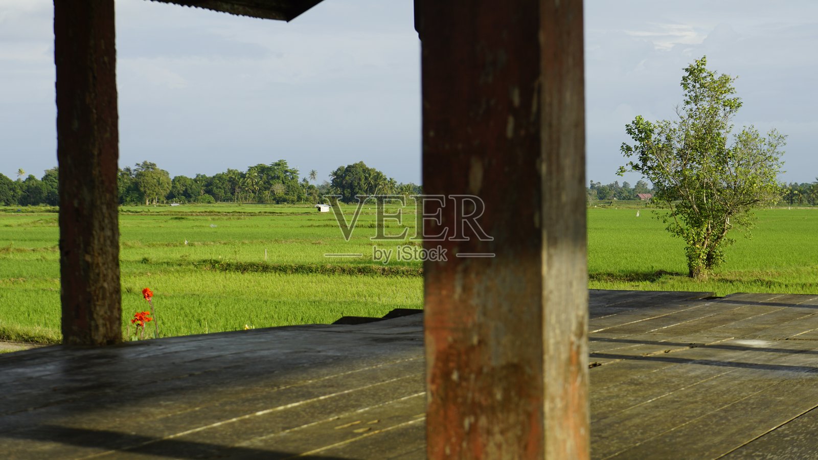 宁静的木亭俯瞰广阔的绿色田野照片摄影图片