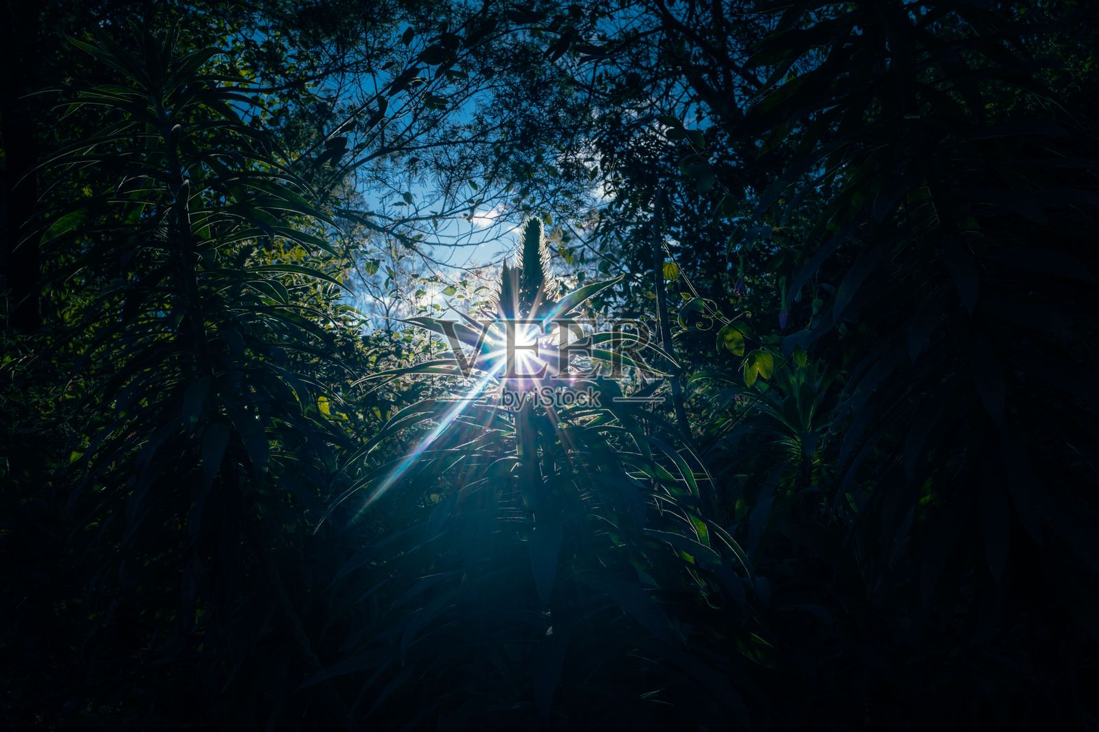 阳光透过郁郁葱葱的森林树叶。照片摄影图片
