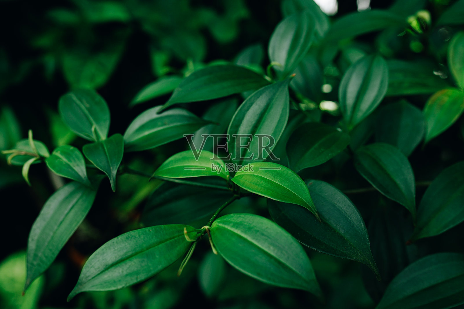郁郁葱葱的绿叶在自然光下显得生机勃勃照片摄影图片