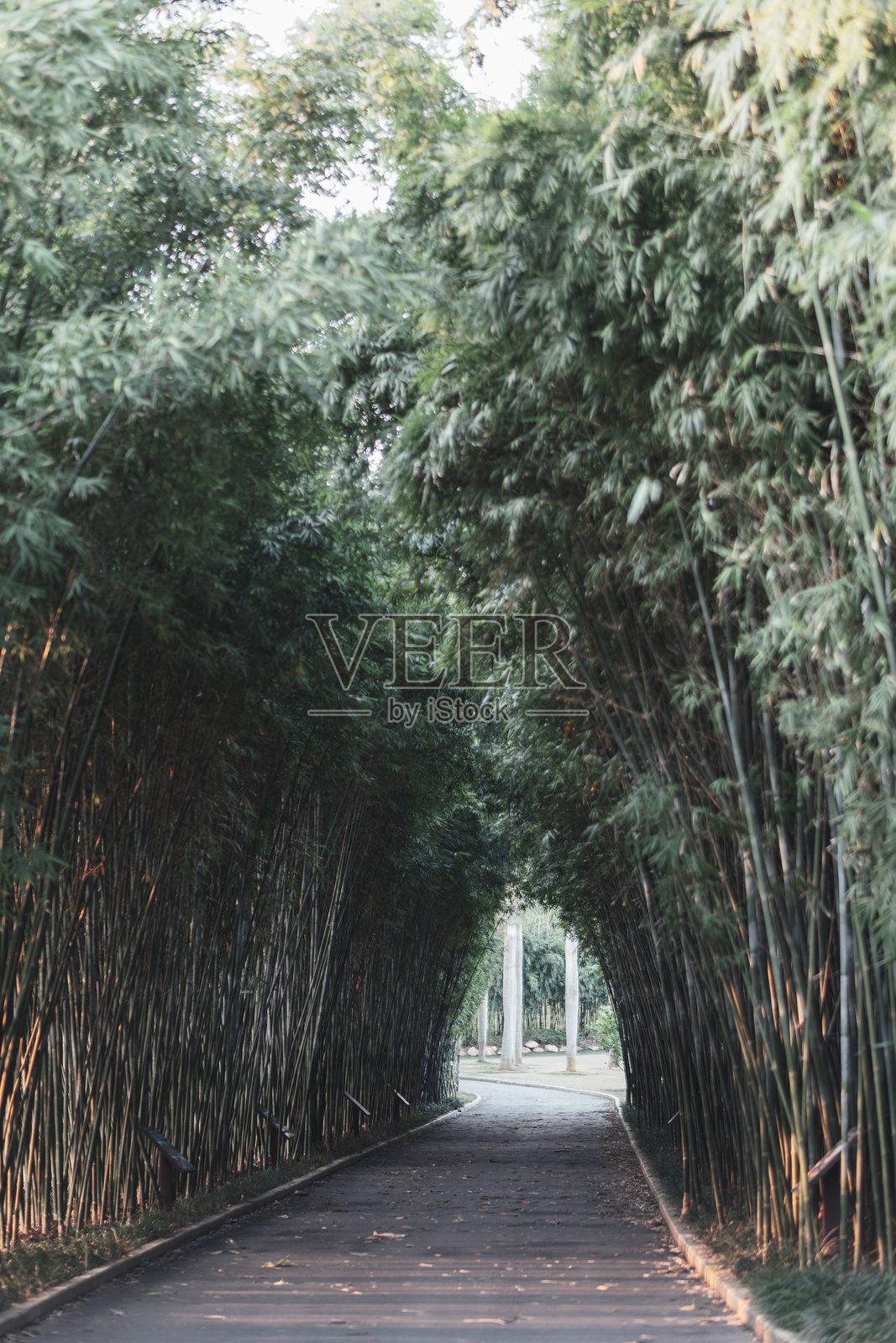 竹子小径照片摄影图片