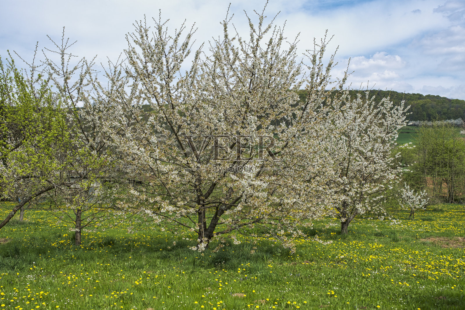 弗兰肯瑞士的樱花照片摄影图片