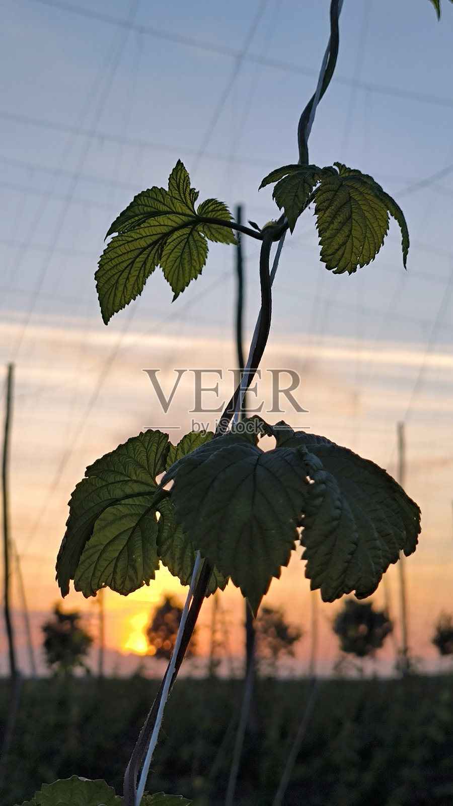 伏伊伏丁那省日落时的啤酒花田照片摄影图片