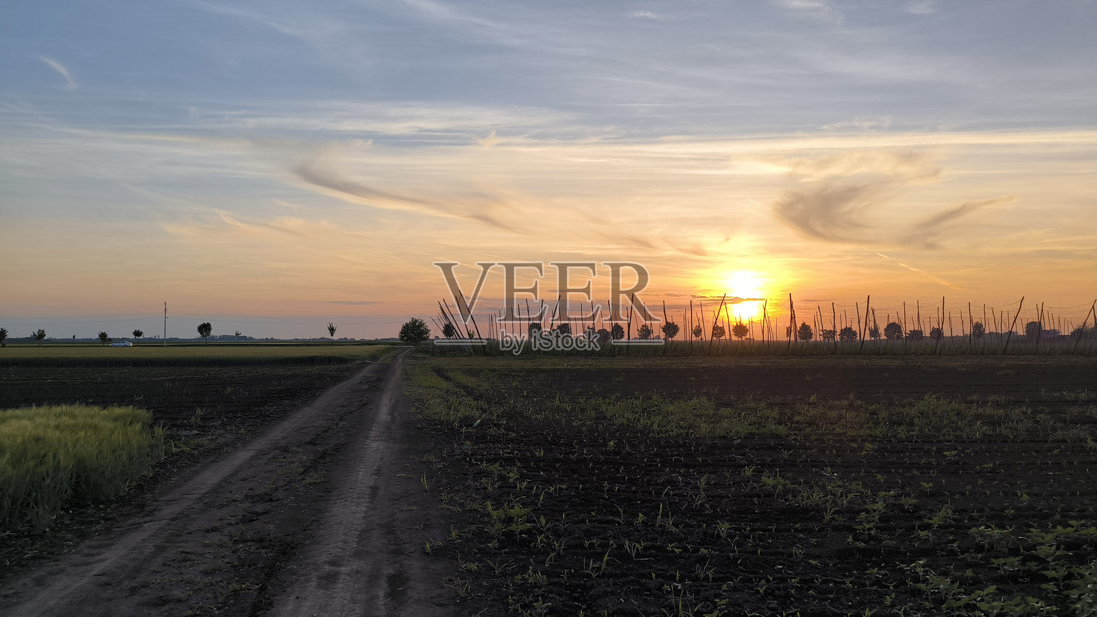 伏伊伏丁那省日落时的啤酒花田照片摄影图片