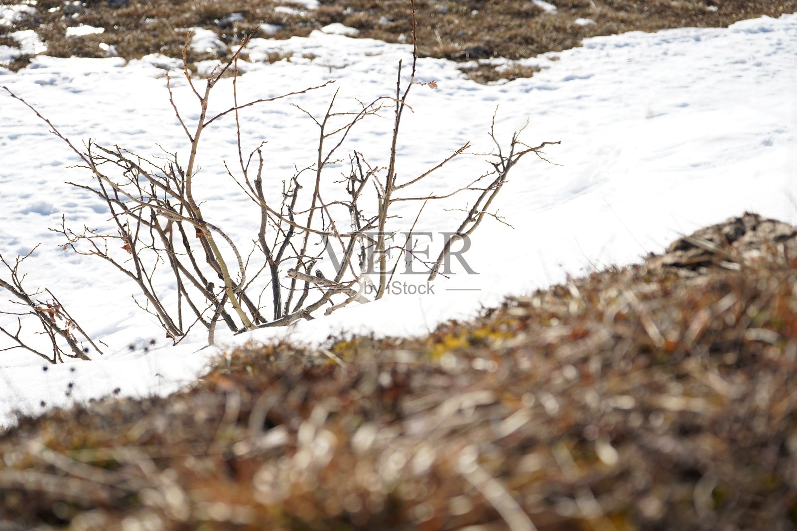 雪上的苔藓照片摄影图片
