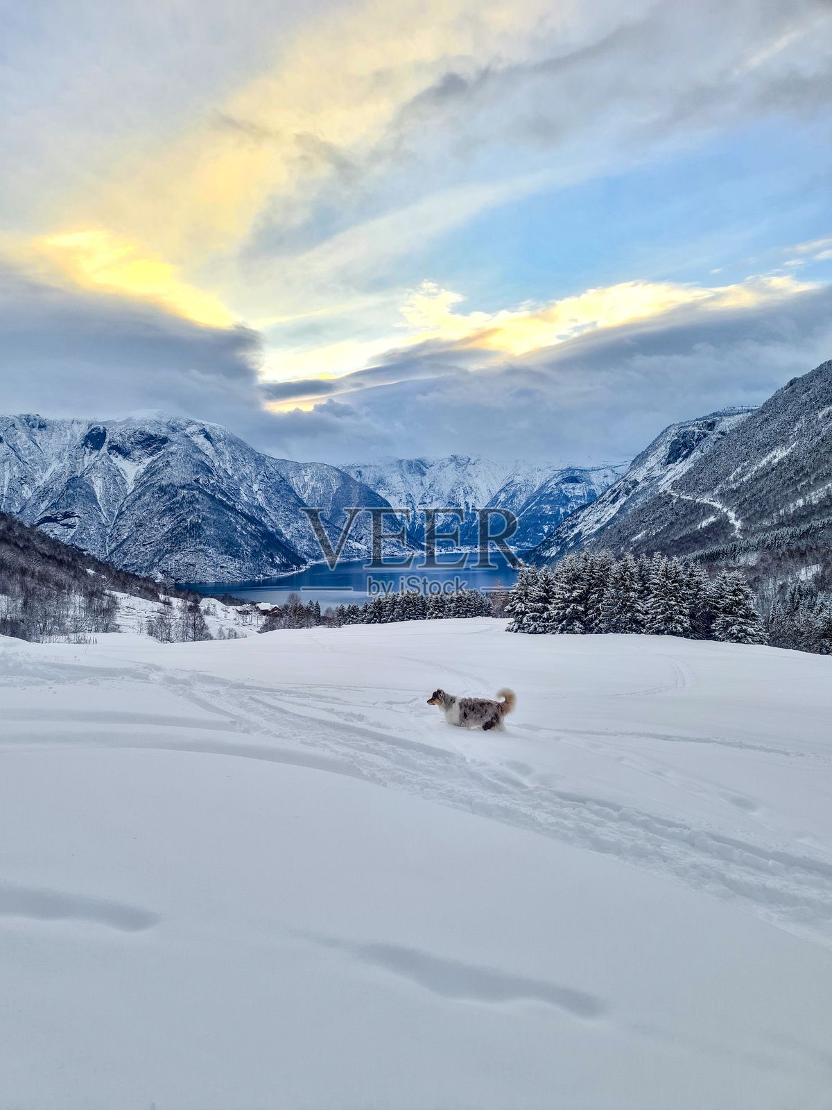 狗照片摄影图片