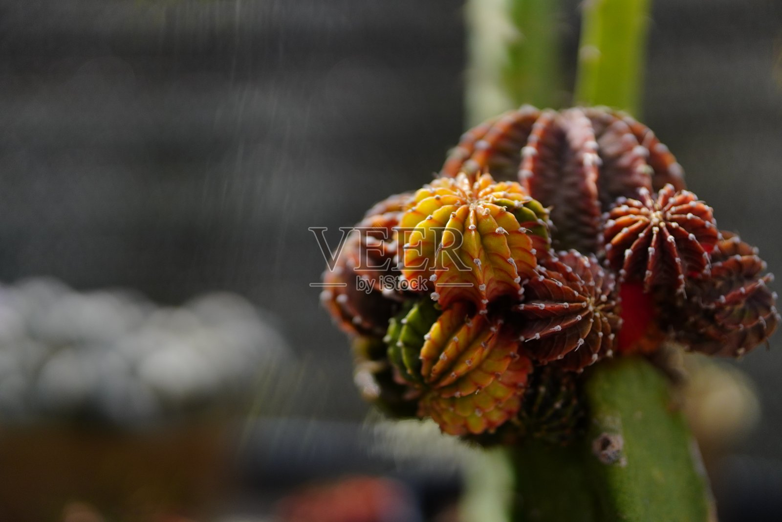 一组变异的Gymnocalycium仙人掌在温室中生长。照片摄影图片