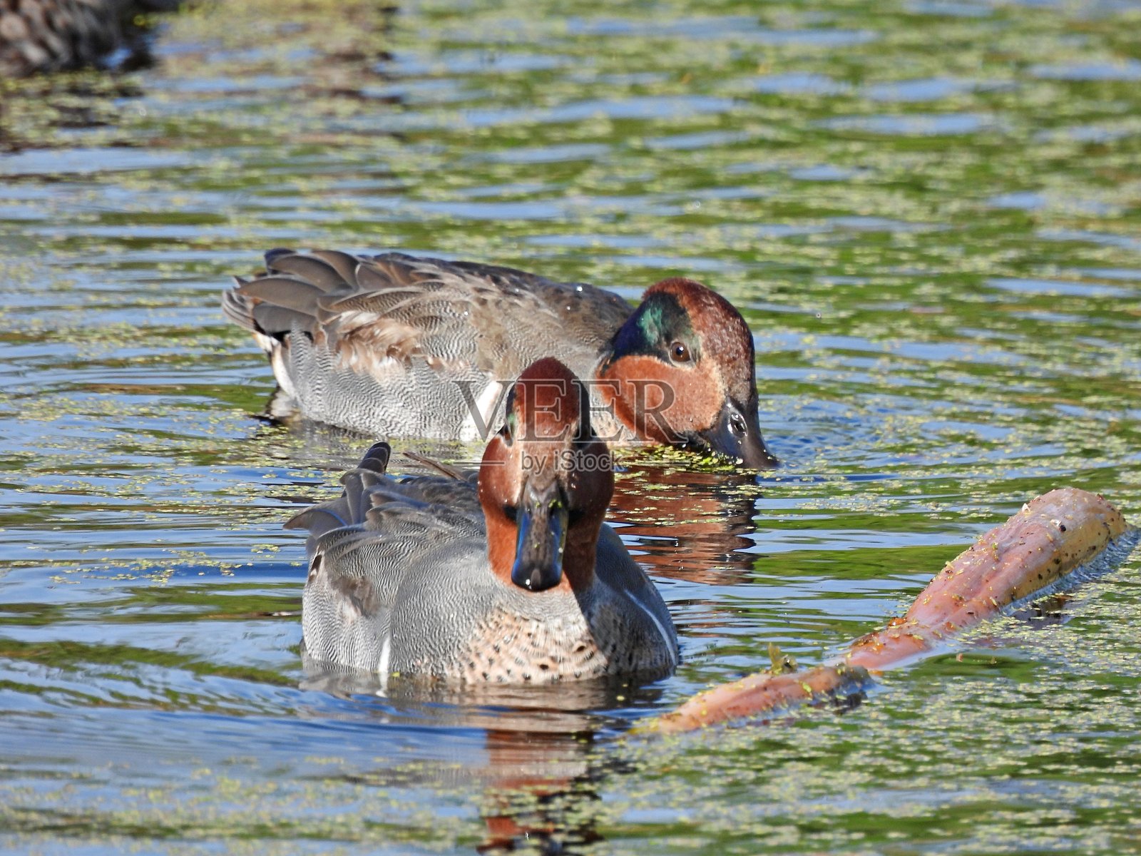 绿翅鸭（Anas crecca）- 雄性在湖中游泳照片摄影图片