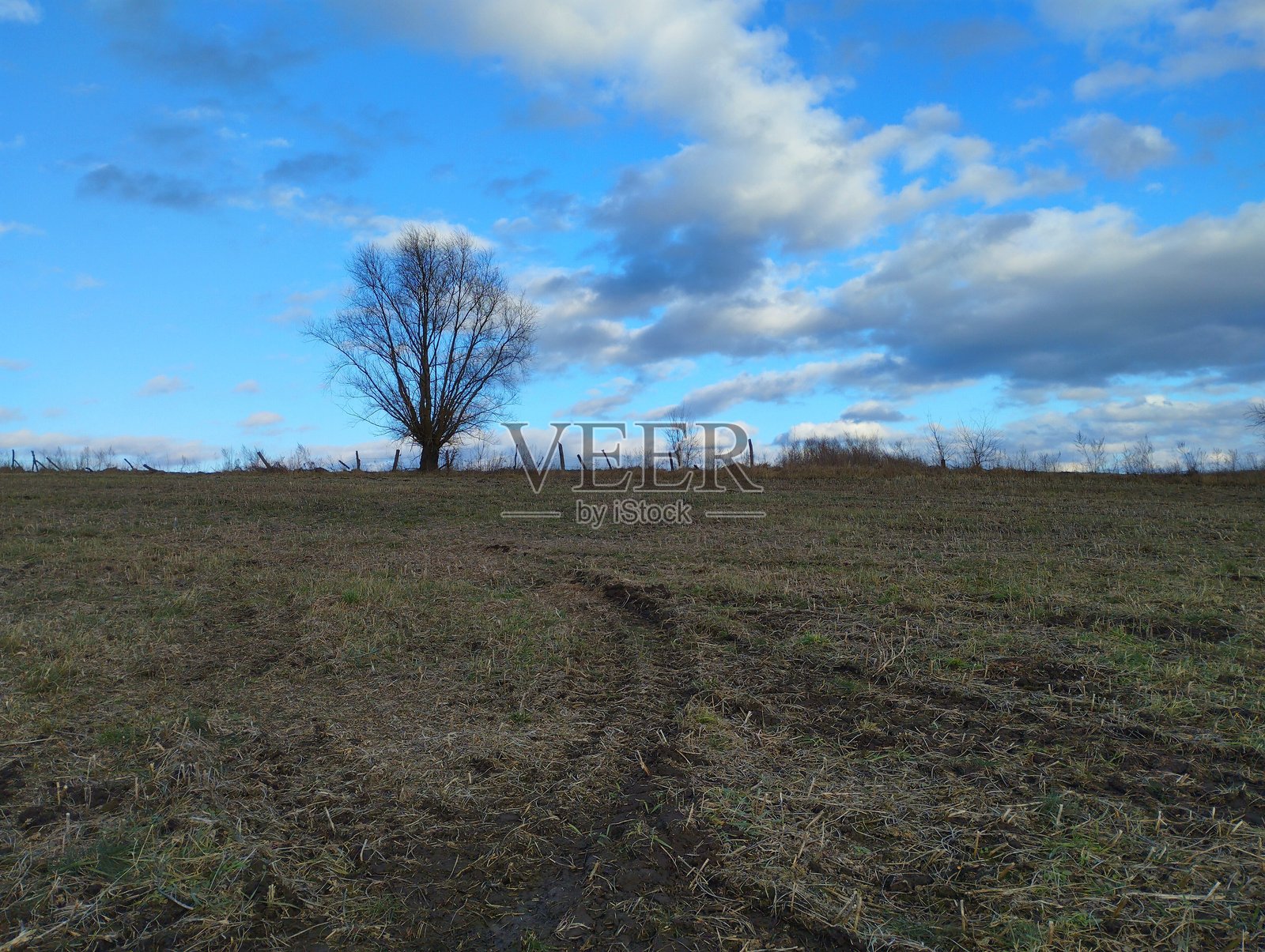 春天的美好日子里，蓝天白云下，温柔的山坡上，一棵孤独的树矗立在田野中。照片摄影图片