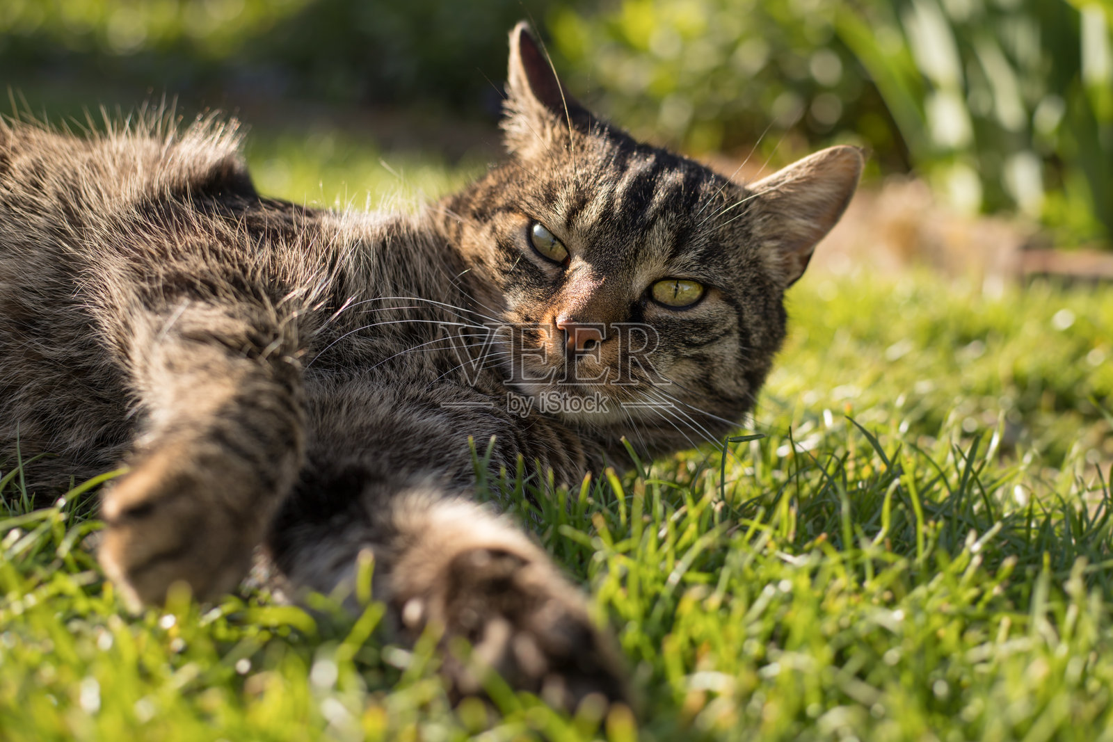 搞笑的猫咪躺在草地上，享受阳光的惬意时光照片摄影图片