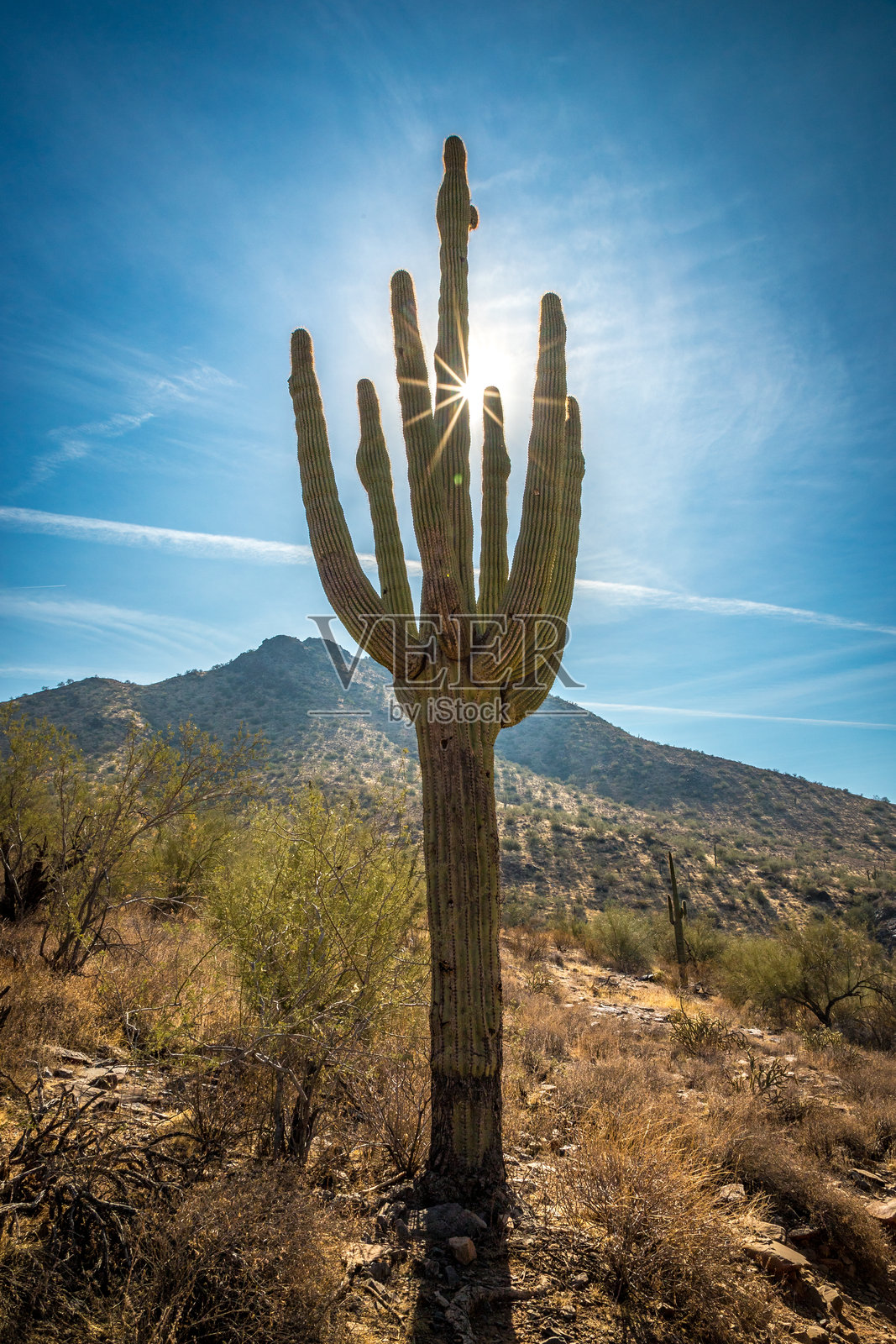 斯科茨代尔的巨型仙人掌照片摄影图片