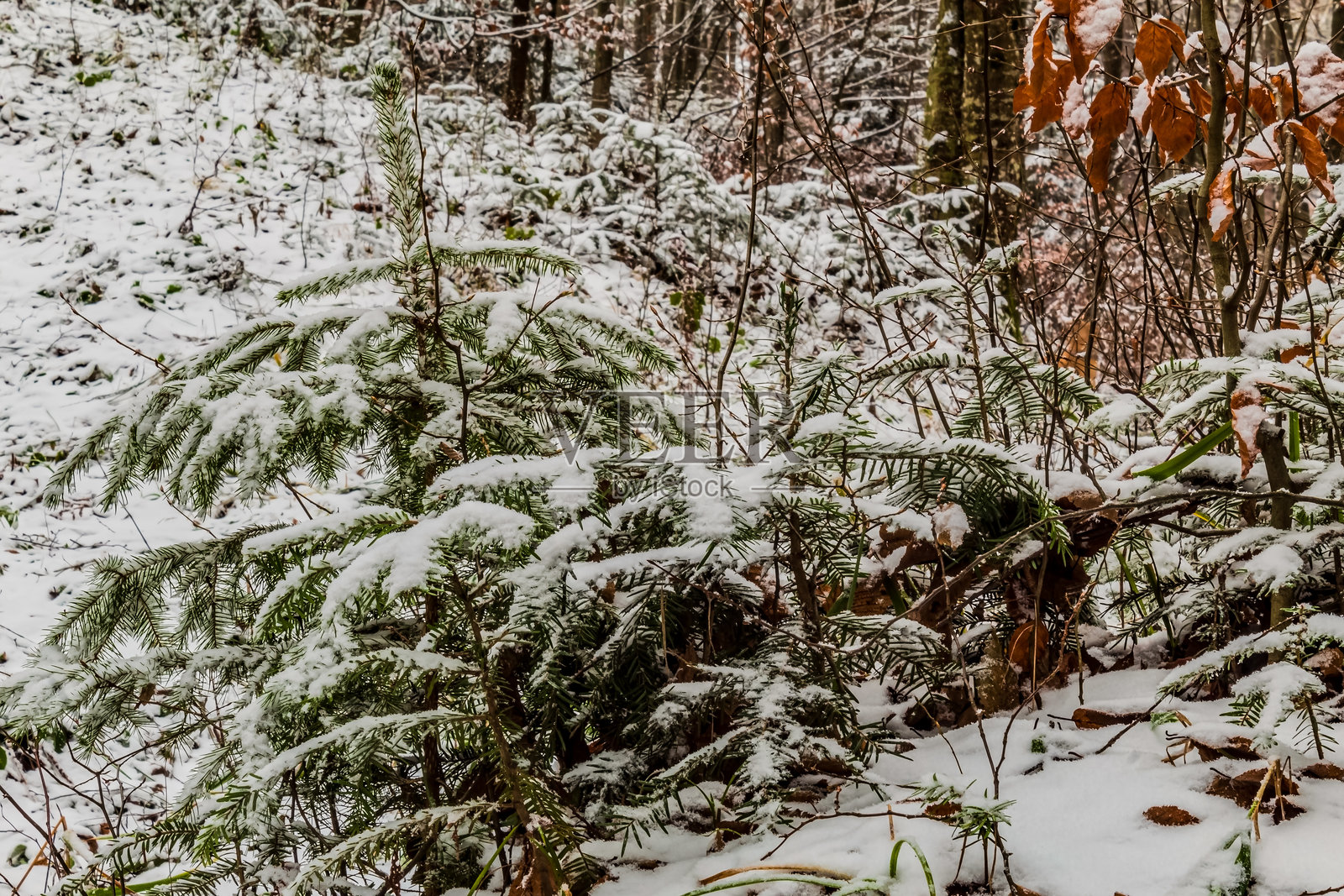 风景 - 森林 - 欧洲，罗马尼亚，苏恰瓦地区照片摄影图片