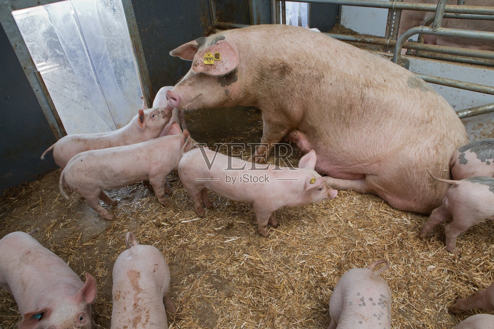 猪的繁殖。农场的猪舍。自由放养的猪和小猪在稻草上。动物福利。照片摄影图片