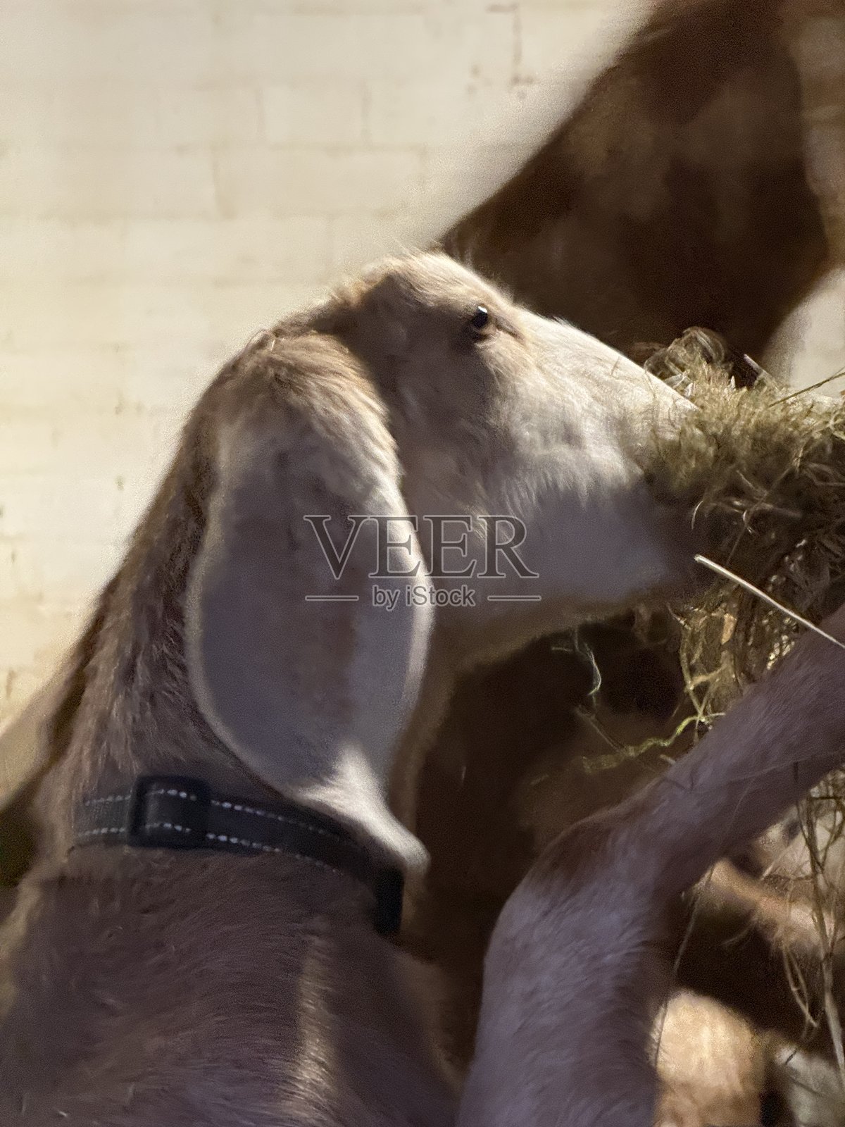 山羊照片摄影图片