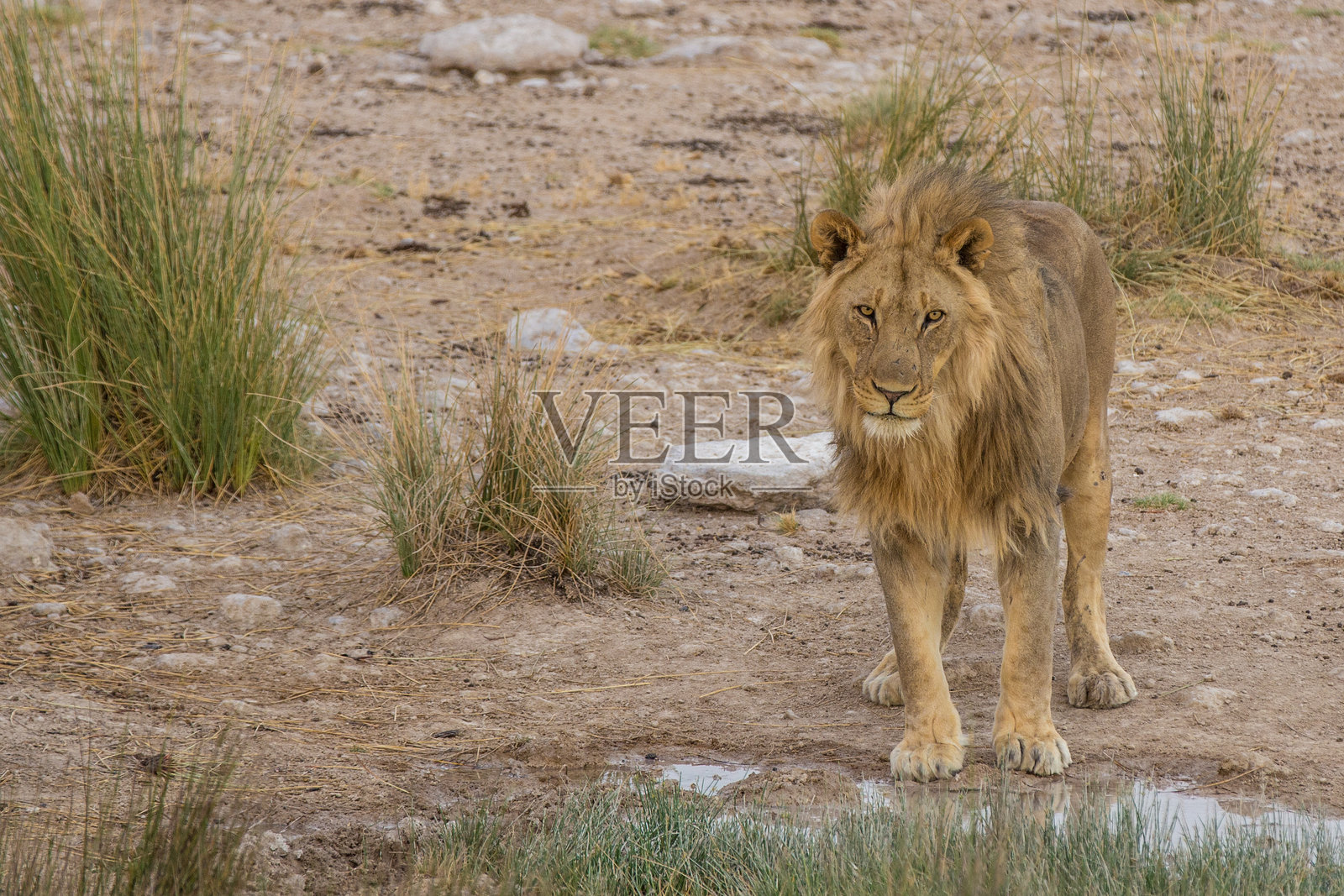 埃托沙国家公园的狮子（纳米比亚）照片摄影图片