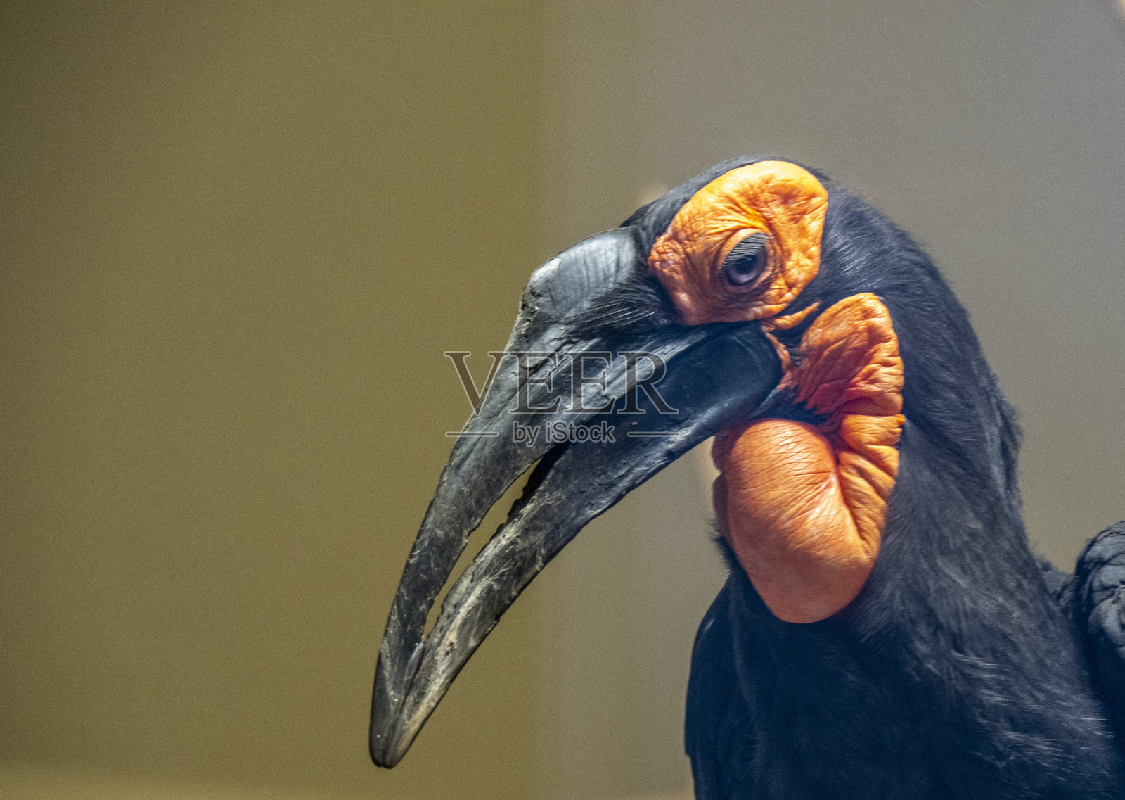 犀鸟在观察周围环境。照片摄影图片