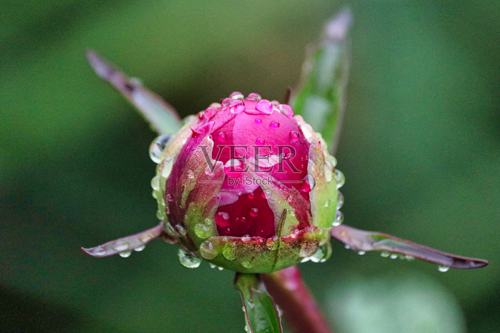 带雨滴的牡丹照片摄影图片