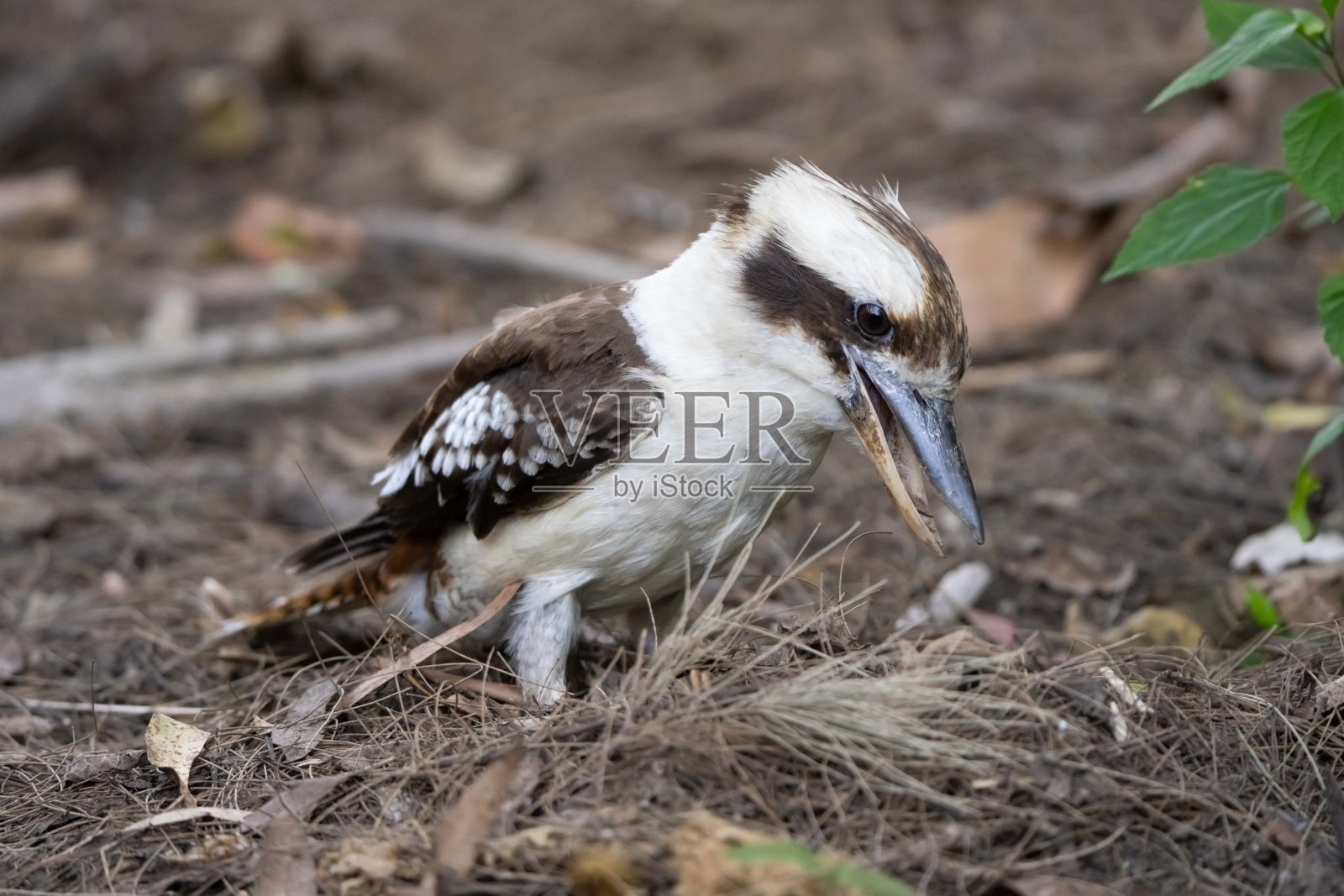 一只澳大利亚笑翠鸟（Dacelo novaeguineae）栖息在树枝上，周围环绕着郁郁葱葱的绿叶。照片摄影图片