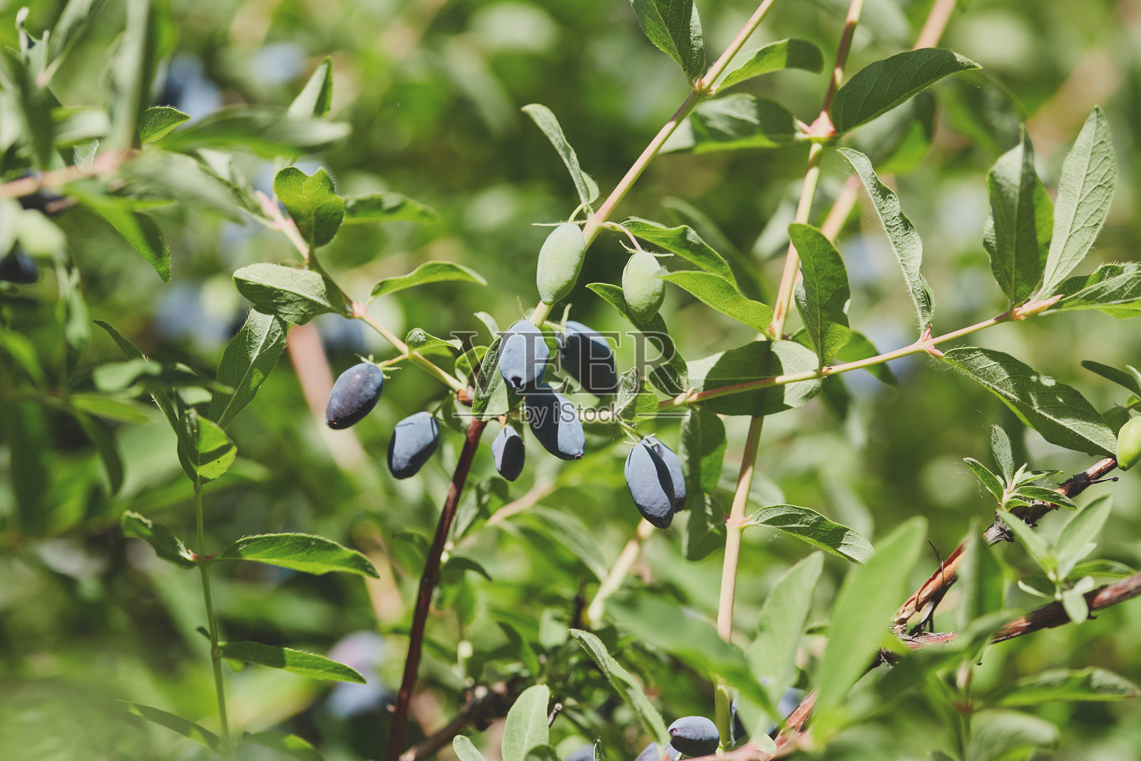阳光下自然环境中绿叶枝条上的成熟和未成熟的忍冬浆果。照片摄影图片