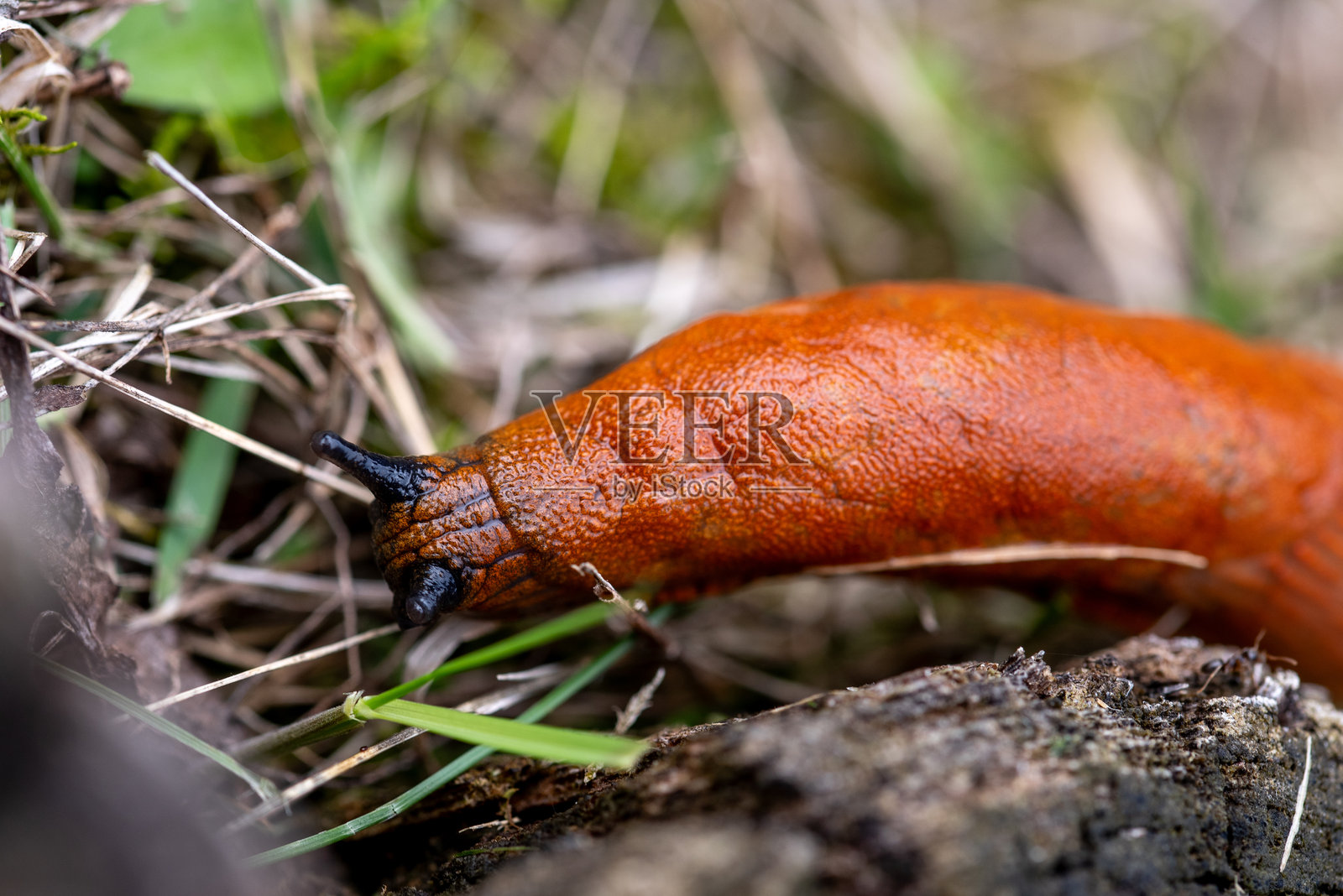 西班牙蛞蝓是一种呼吸空气的陆生蛞蝓。照片摄影图片