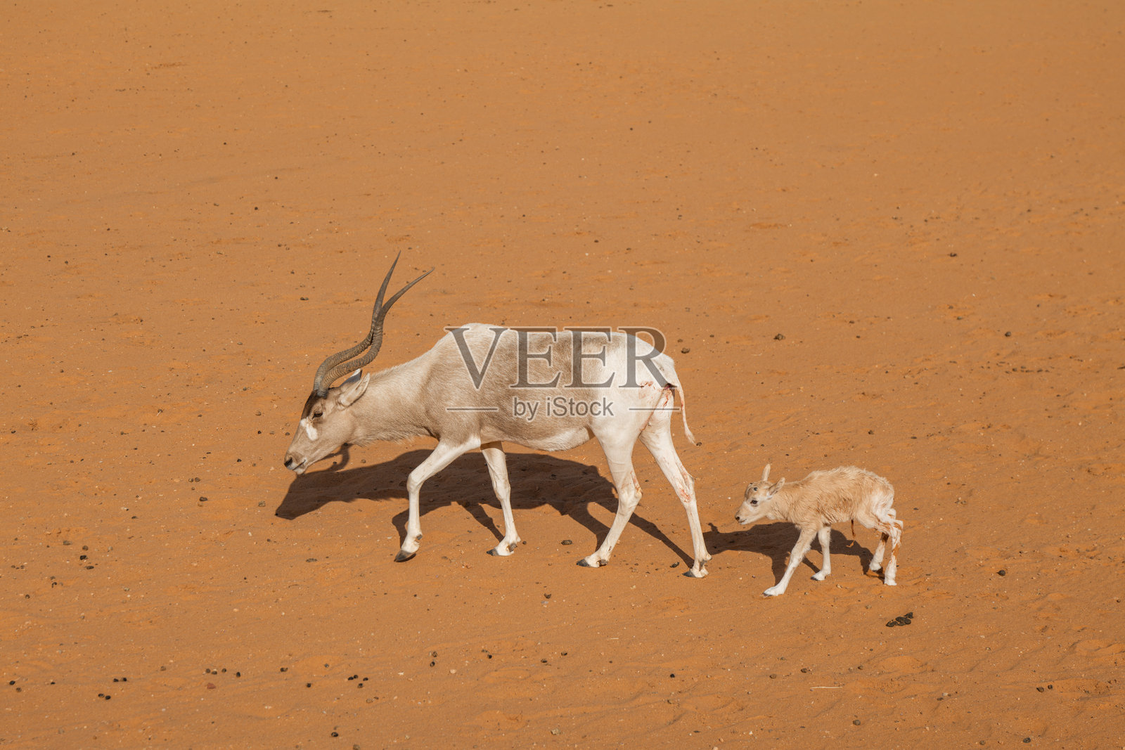 母羚羊和小羚羊在沙漠沙地上行走。沙特阿拉伯。野生动物园。照片摄影图片