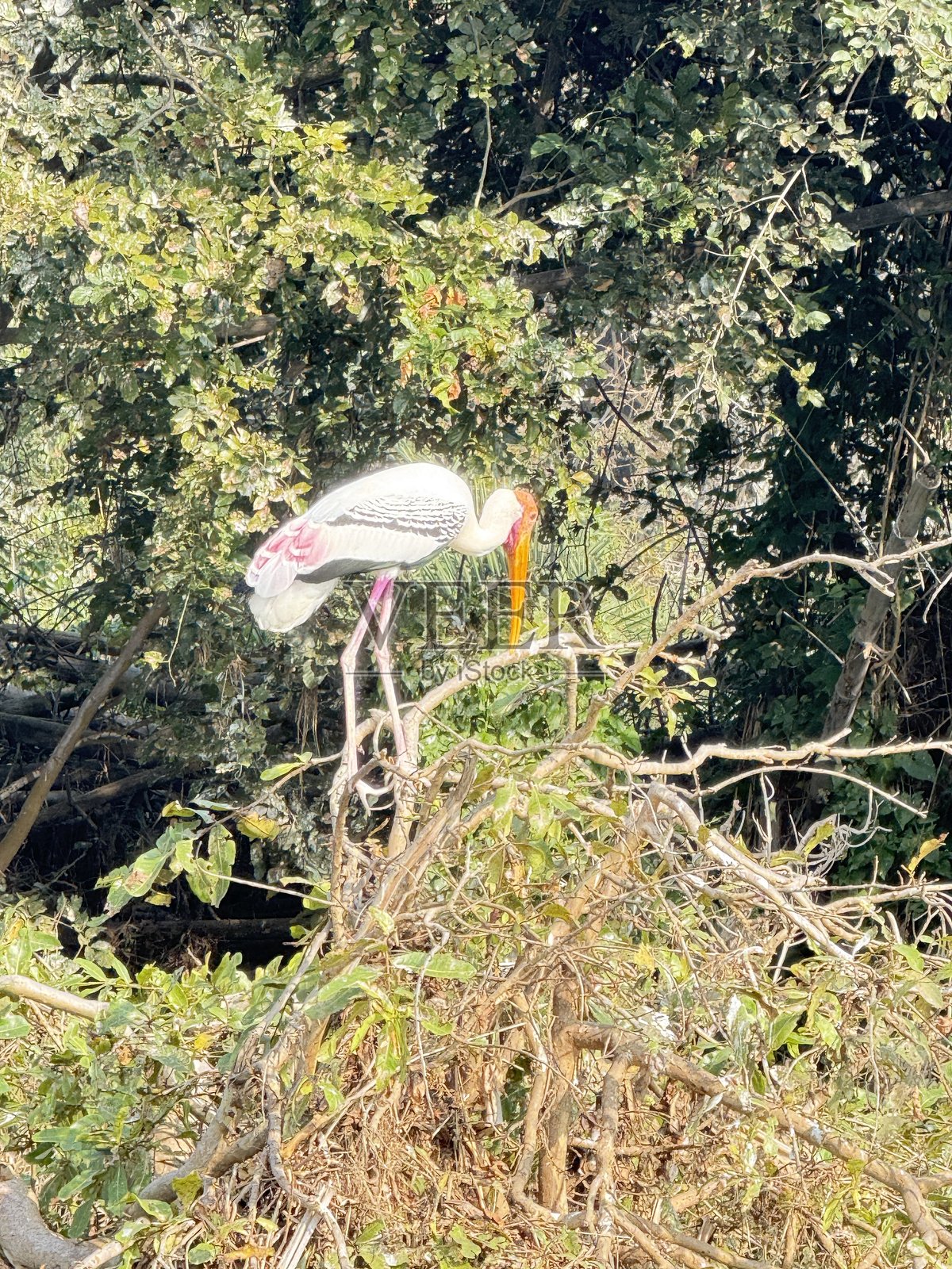 画鹳照片摄影图片