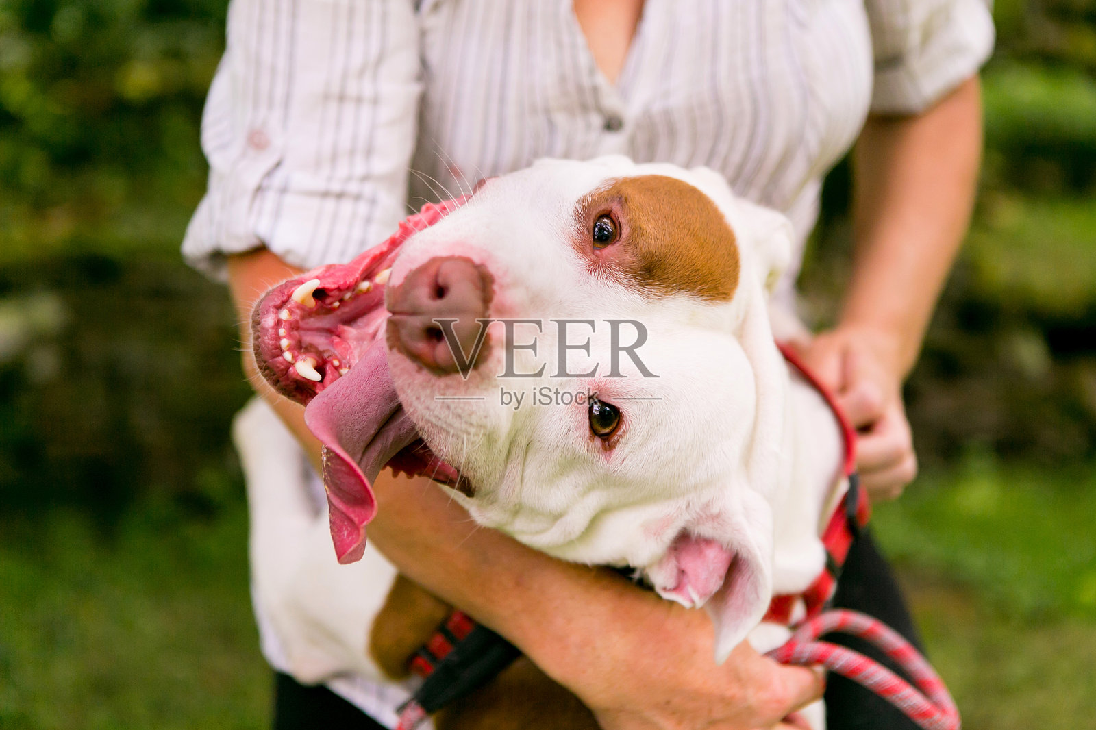 救援斗牛犬照片摄影图片