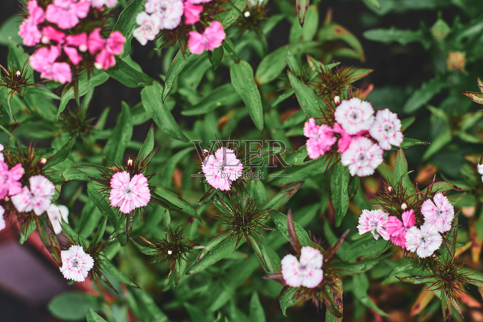 五彩缤纷的粉色和白色花朵在春天的阳光花园中盛开照片摄影图片