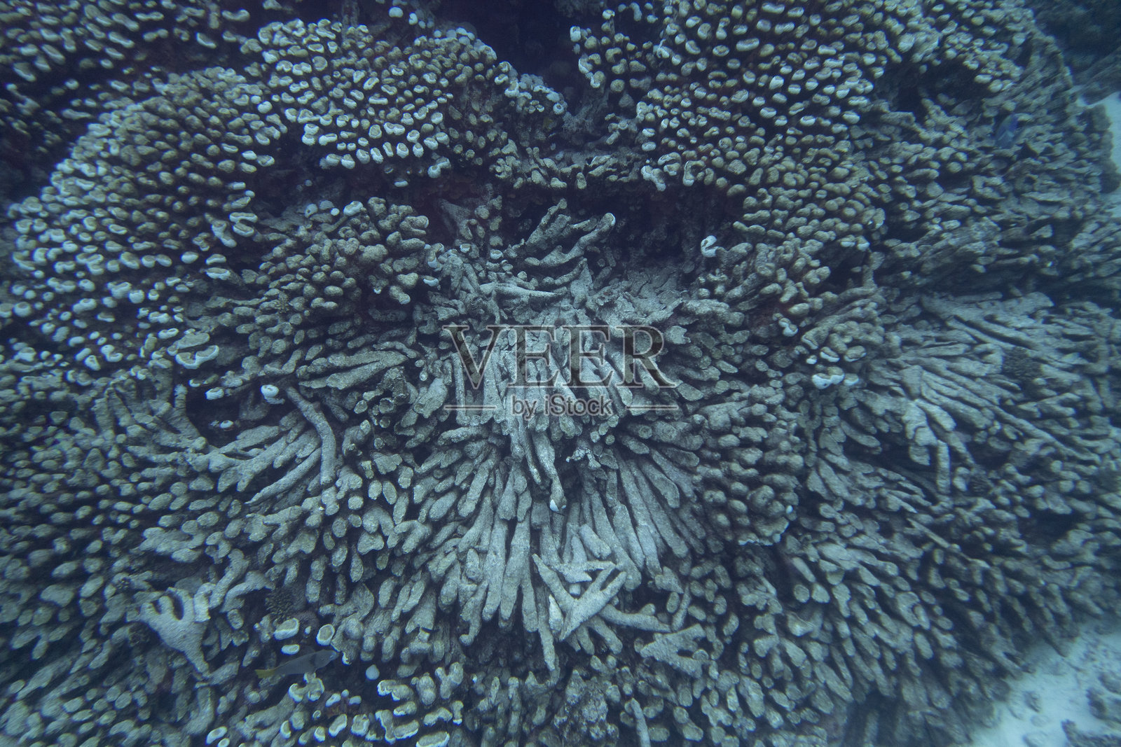 因全球变暖而死亡的珊瑚礁，红海，埃及。热带海洋深处的珊瑚礁，水下景观。照片摄影图片